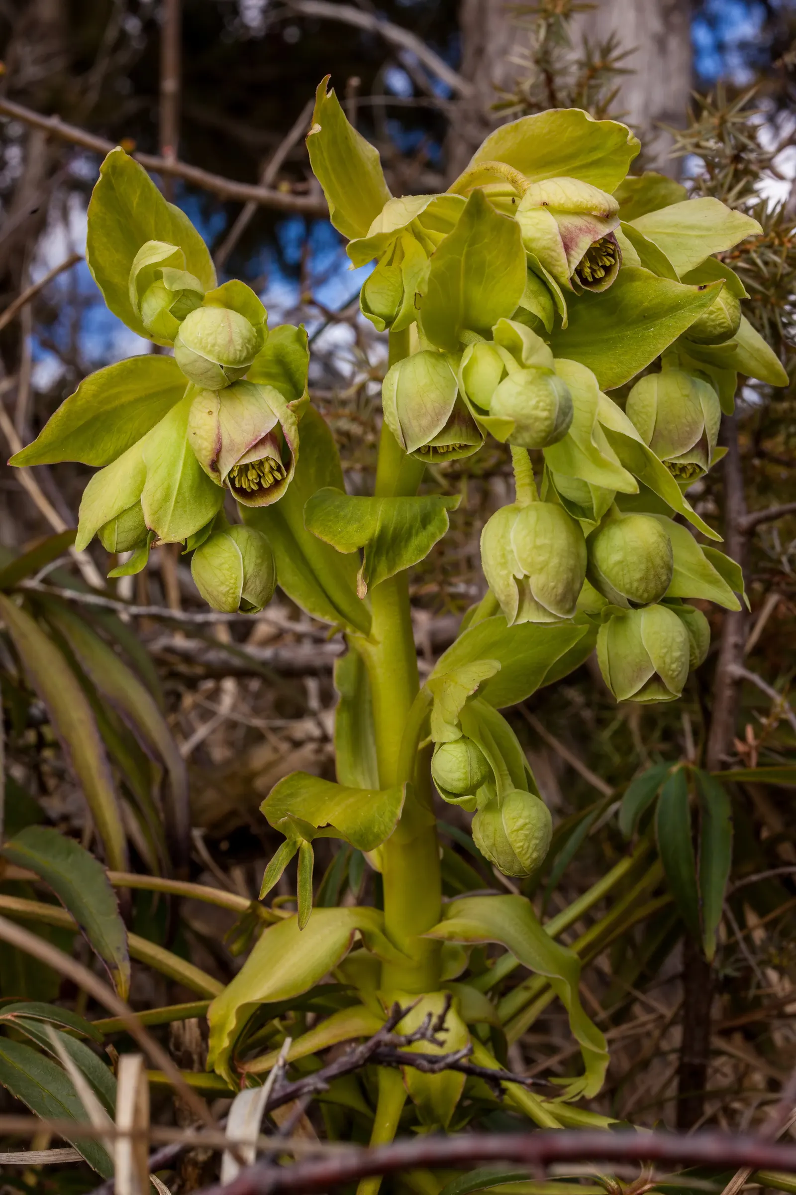 Stinking Hellebore (Helleborus Foetidus) — it emits a pungent scent when crushed