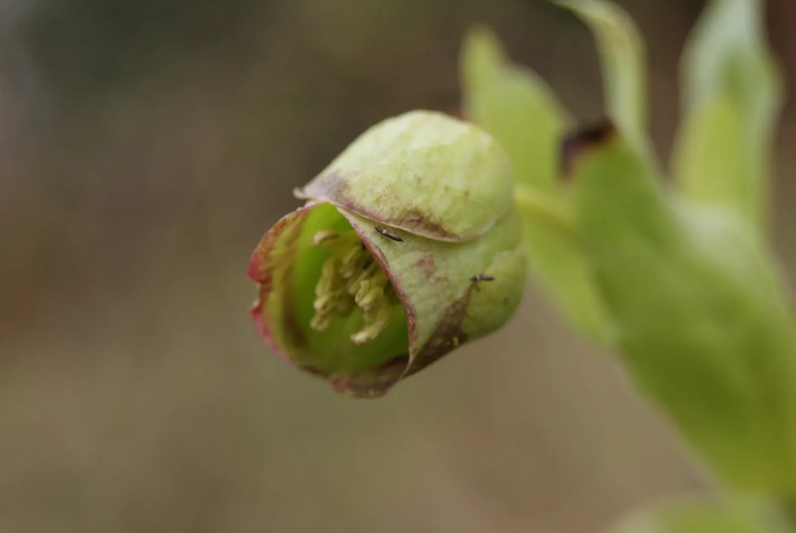 Stinking Hellebore (Helleborus Foetidus) — This perennial reaches 18-24 inches in height and spreads up to 12-18 inches; textural backdrop and, image 62