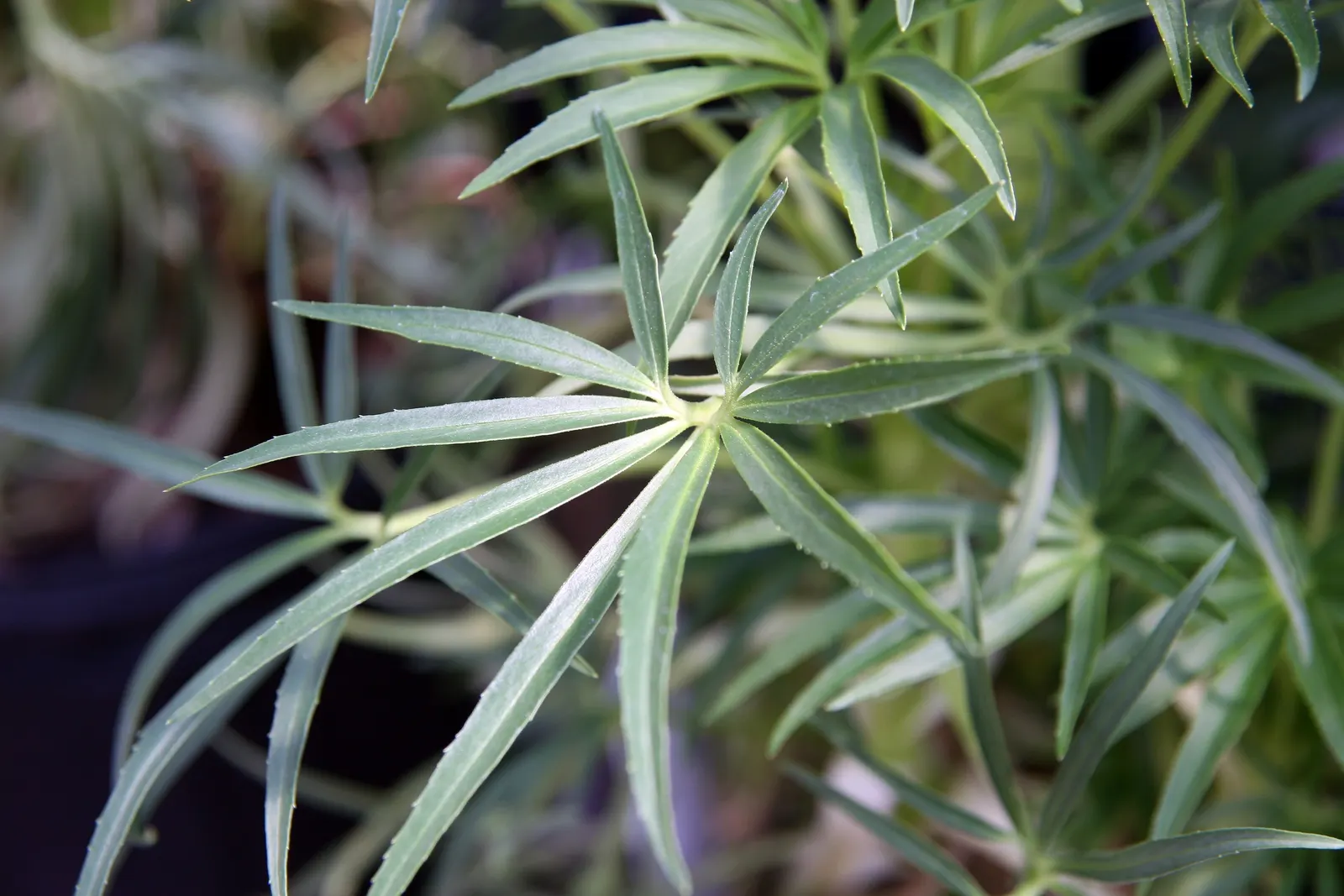Stinking Hellebore (Helleborus Foetidus) — This perennial reaches 18-24 inches in height and spreads up to 12-18 inches; textural backdrop and splashes of