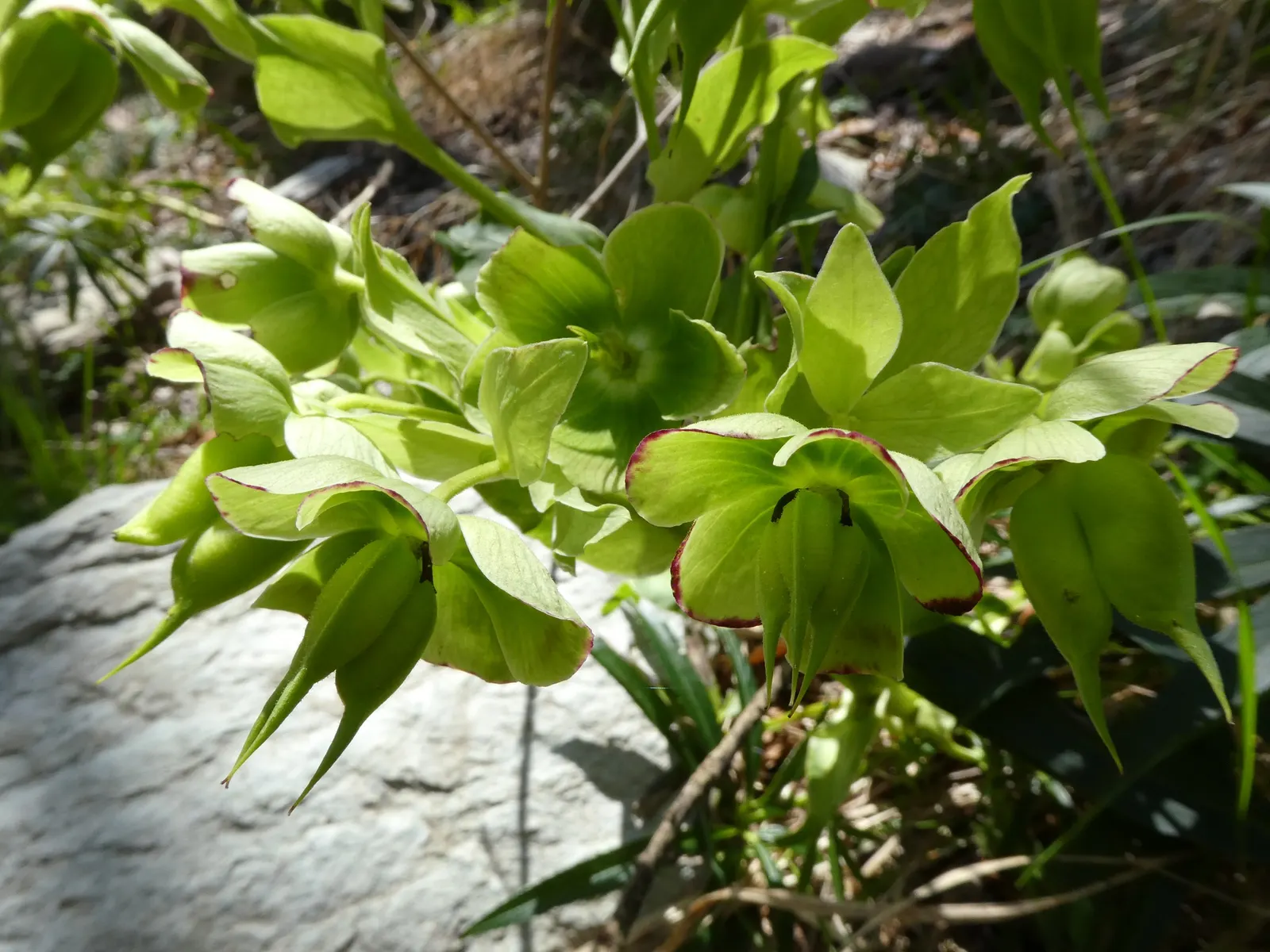 Stinking Hellebore (Helleborus Foetidus) — or used to underplant larger shrubs; consider its preference for well-drained