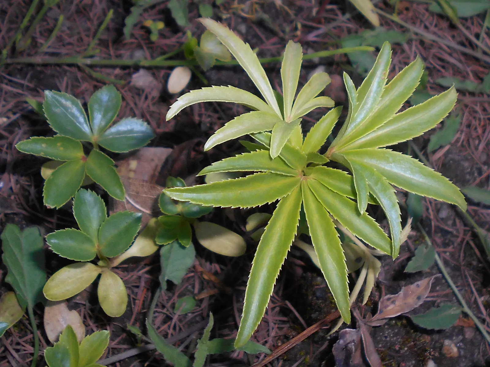 Stinking Hellebore (Helleborus Foetidus) — commonly known as Stinking Hellebore; this perennial reaches 18-24 inches in height and spreads up to 12-18 inches