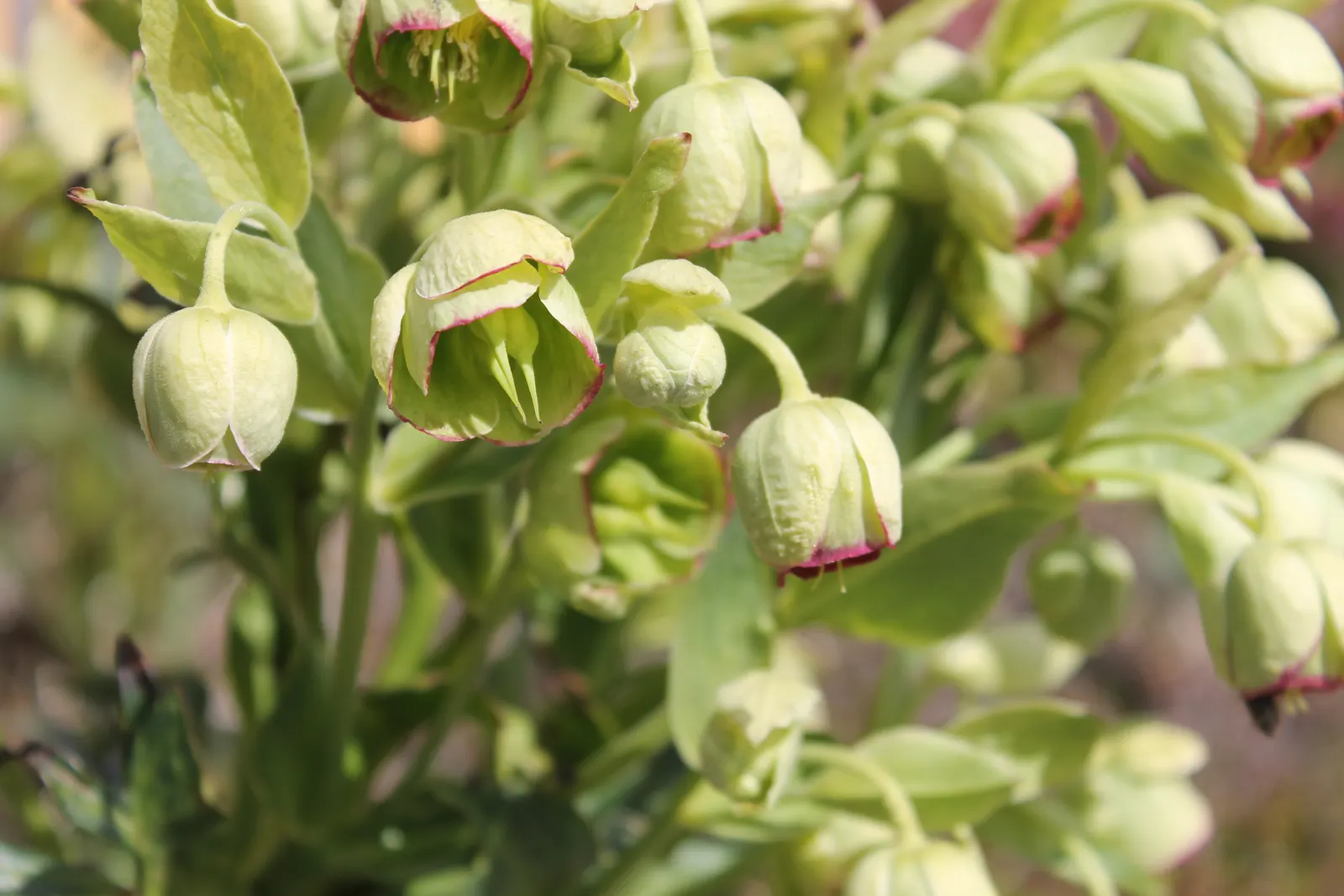 Stinking Hellebore (Helleborus Foetidus) — Department of Agriculture hardiness zones 5 through 9.<br><br>Its leathery; it can be planted in shaded, image 70