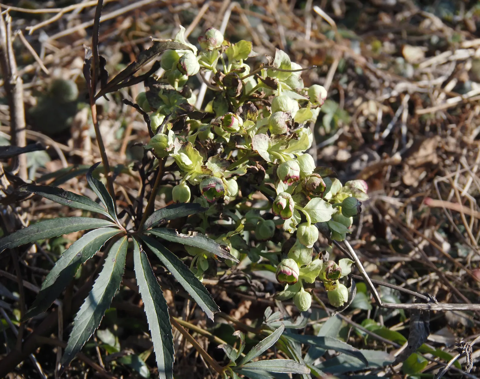 Stinking Hellebore (Helleborus Foetidus) — is a captivating perennial plant famed for its evergreen foliage and uniquely nodding; scientifically, image 68