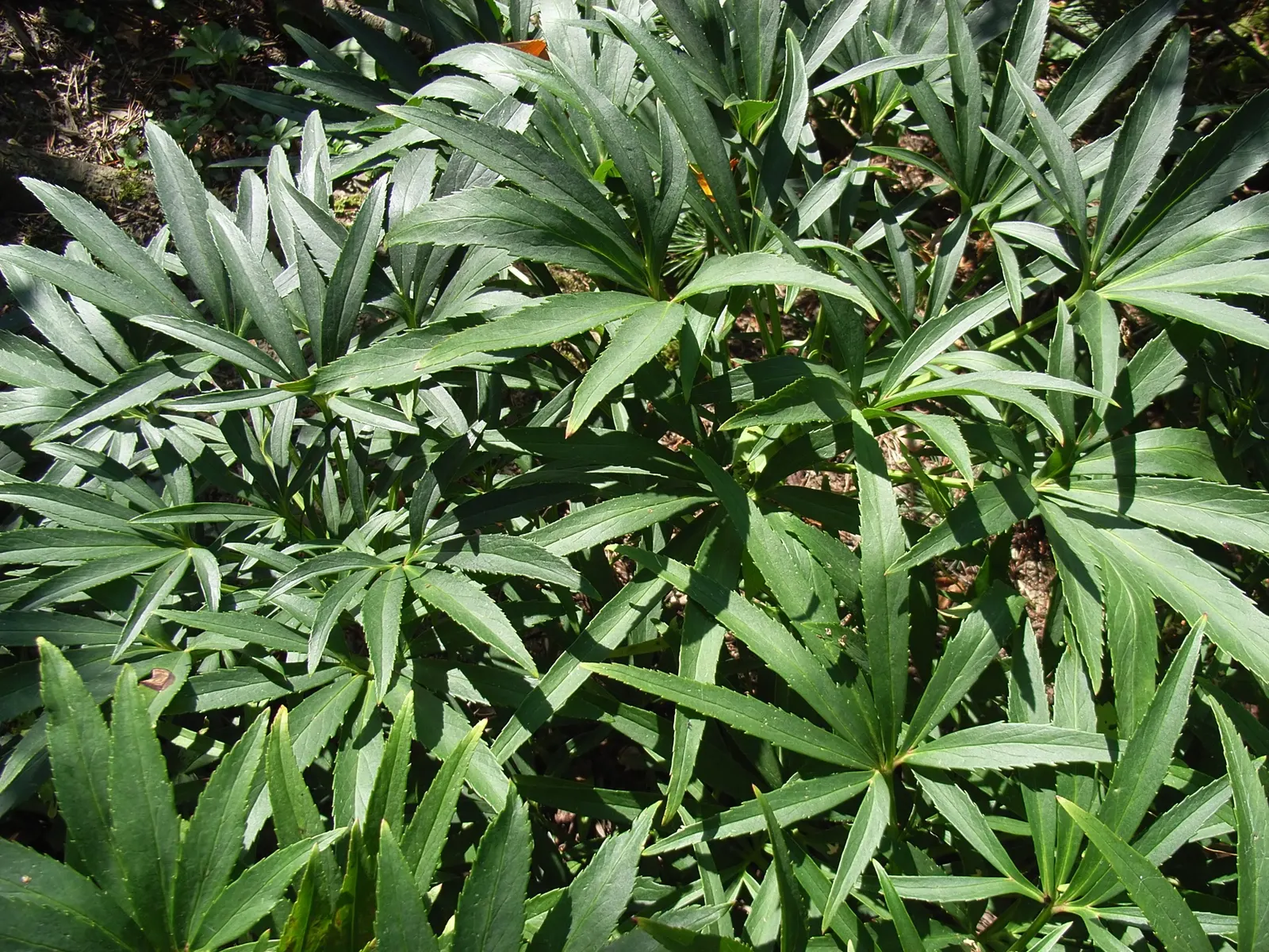 Stinking Hellebore (Helleborus Foetidus) — are deeply divided into narrow; blooms appear in late winter to early spring