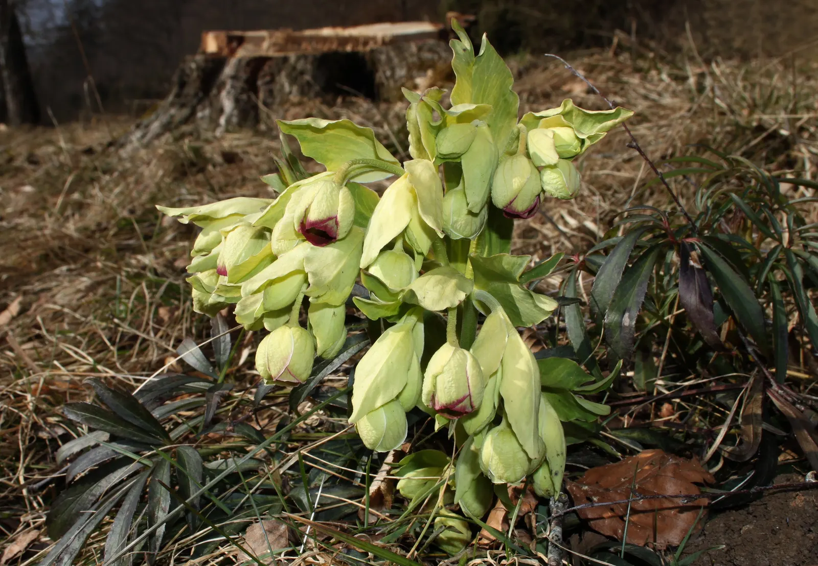 Stinking Hellebore (Helleborus Foetidus) — contributing a fine texture to the landscape