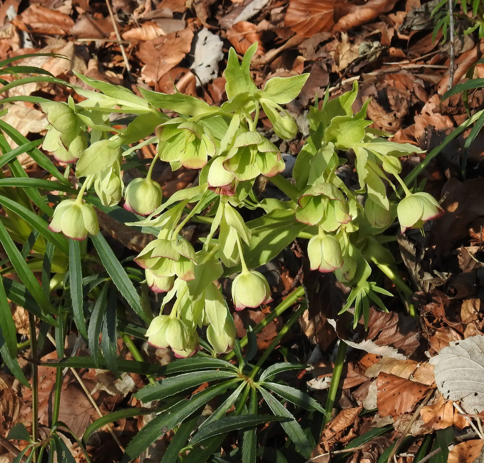Stinking Hellebore (Helleborus Foetidus) — is a captivating perennial plant famed for its evergreen foliage and uniquely nodding