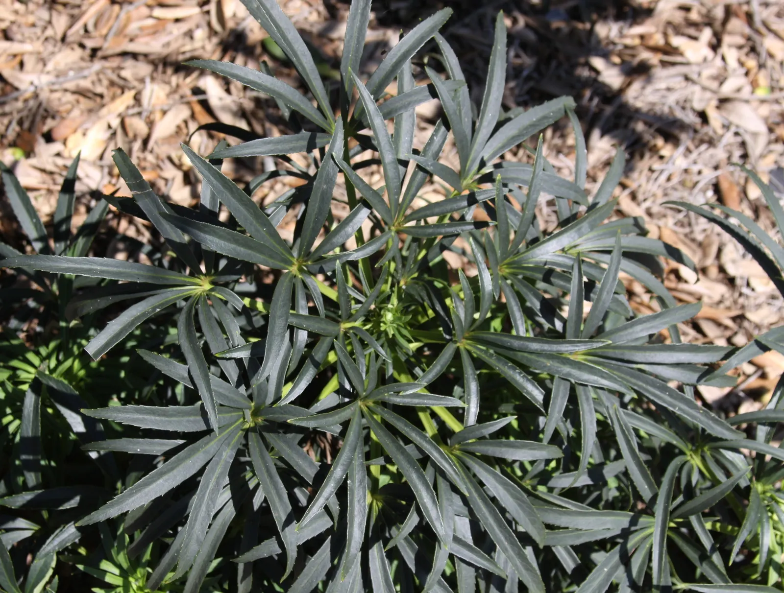 Stinking Hellebore (Helleborus Foetidus) — low-maintenance option for shaded gardens; though not necessarily unpleasant, image 65
