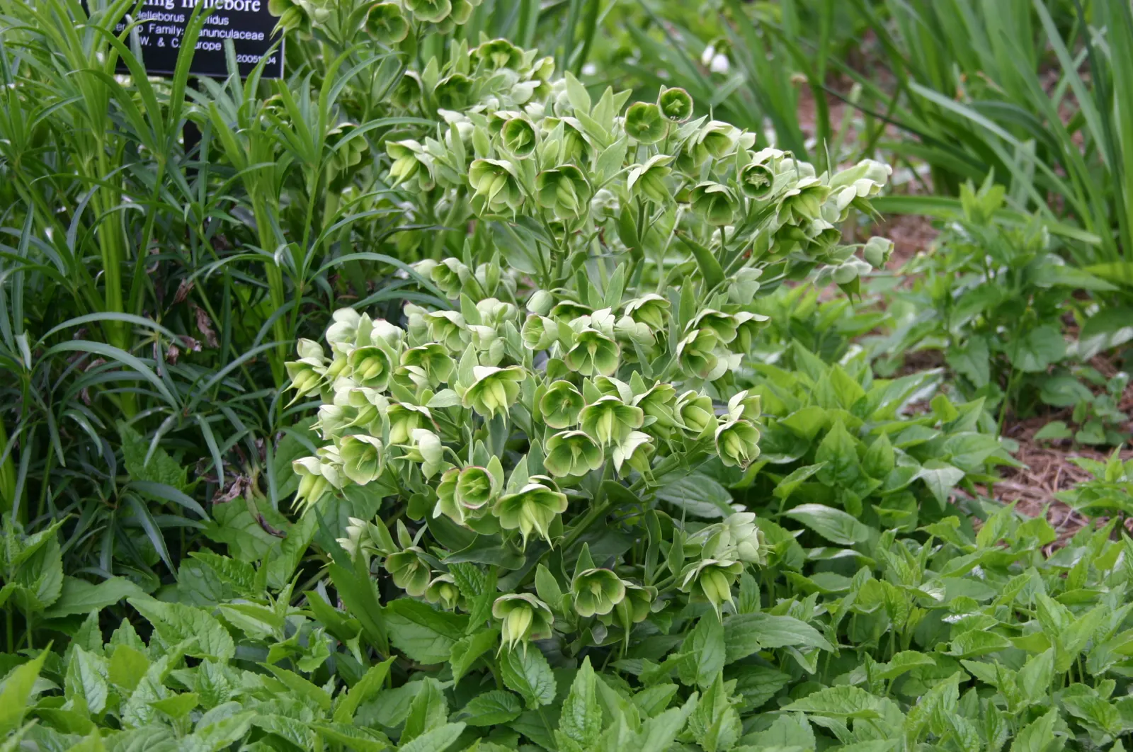 Stinking Hellebore (Helleborus Foetidus) — the plant reveals its chartreuse