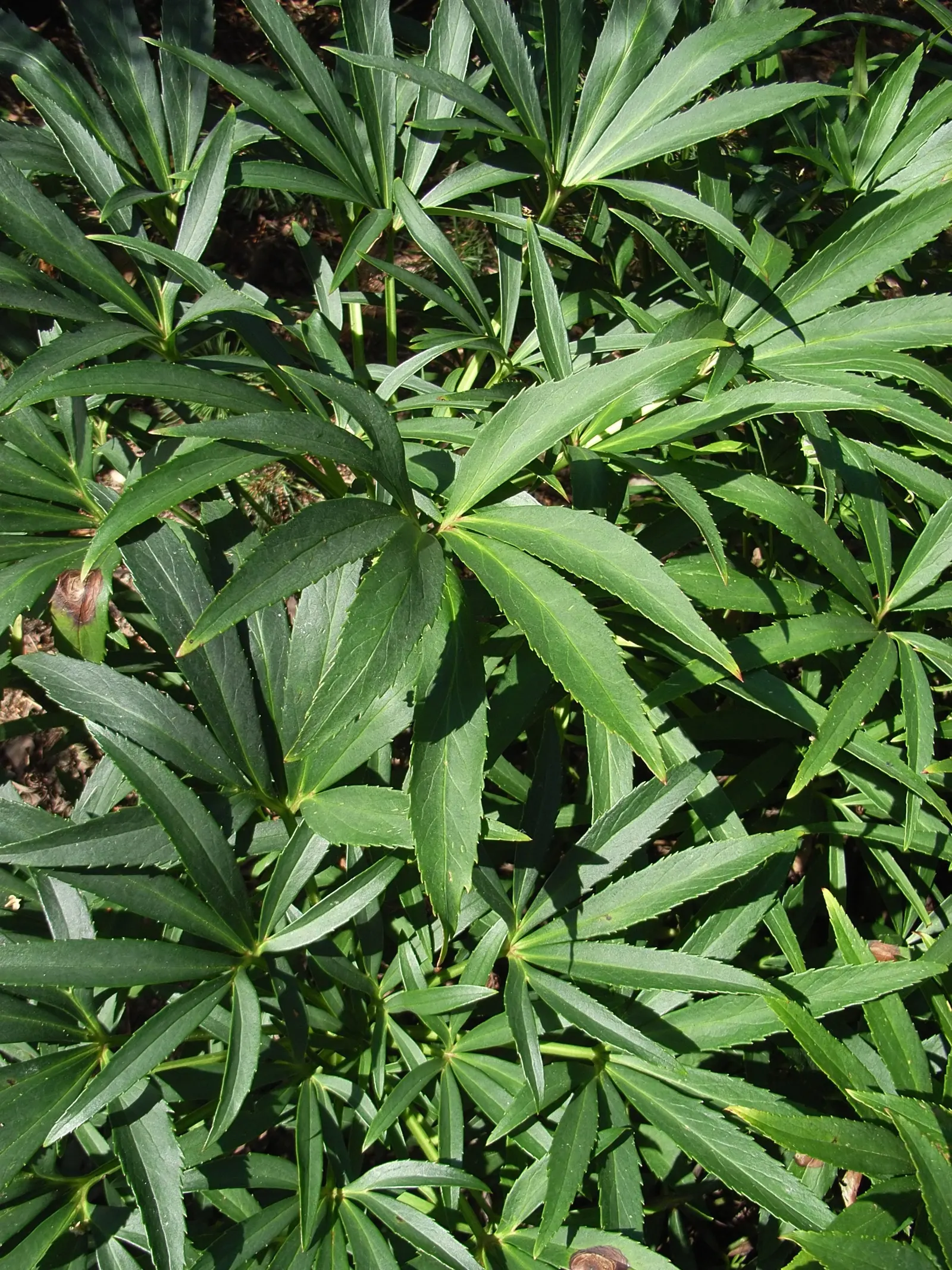 Stinking Hellebore (Helleborus Foetidus) — is a captivating perennial plant famed for its evergreen foliage and uniquely nodding; scientifically named