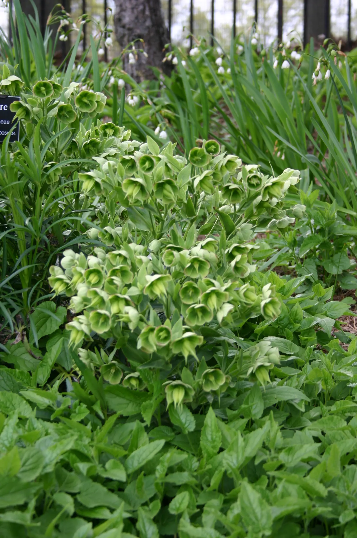 Stinking Hellebore (Helleborus Foetidus) — This perennial reaches 18-24 inches in height and spreads up to 12-18 inches
