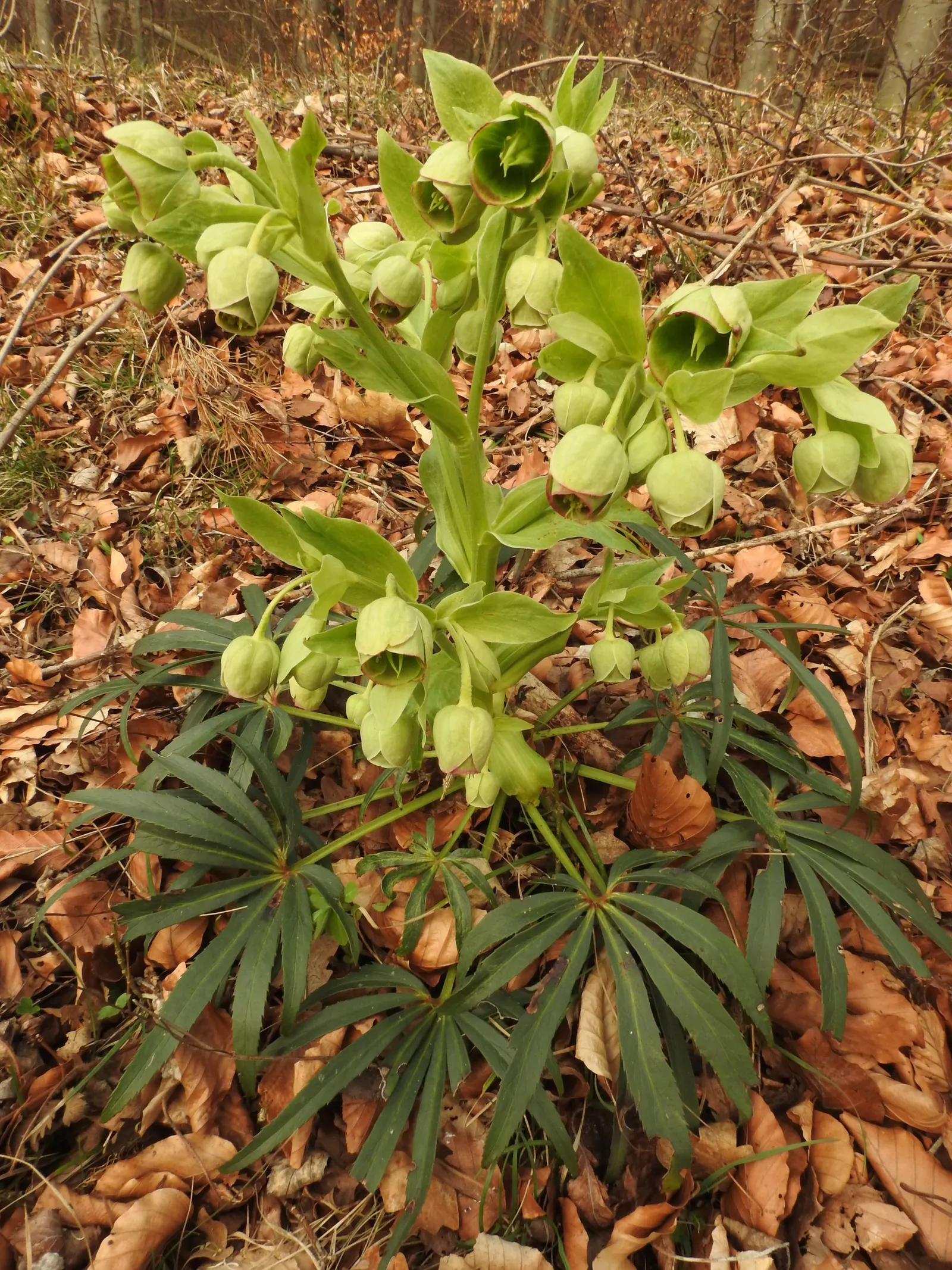 Stinking Hellebore (Helleborus Foetidus) — Thriving in USDA zones 5 to 9, it prefers partial shade and well-drained soil; aroma from which it, image 61