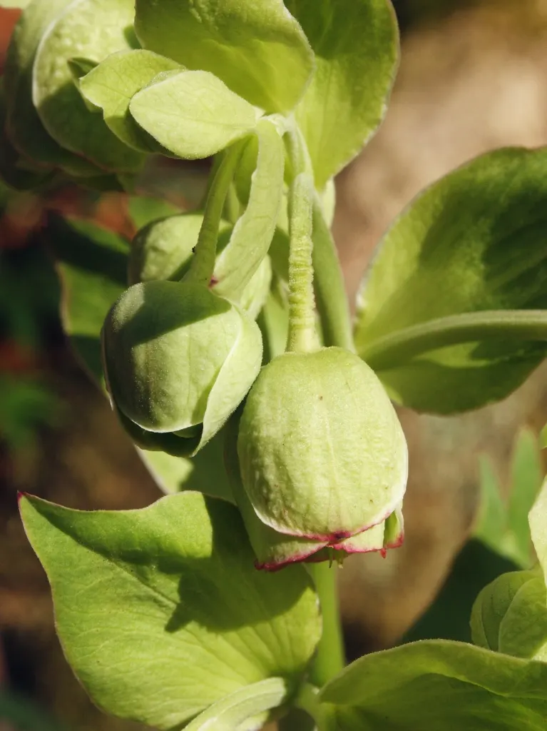 Stinking Hellebore (Helleborus Foetidus) — It is also deer resistant, adding value for gardens in high-deer areas