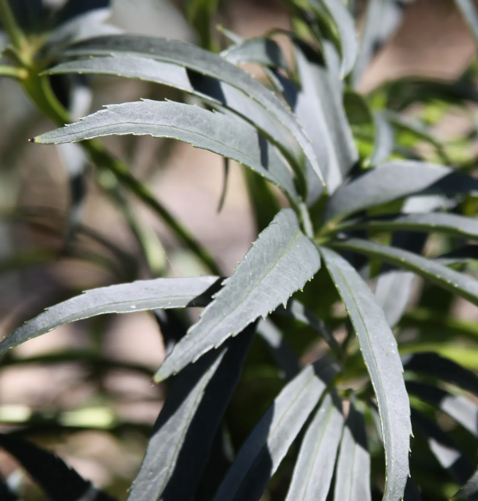 Stinking Hellebore (Helleborus Foetidus) — It can be planted in shaded borders; which can span up to 12 inches long, image 81