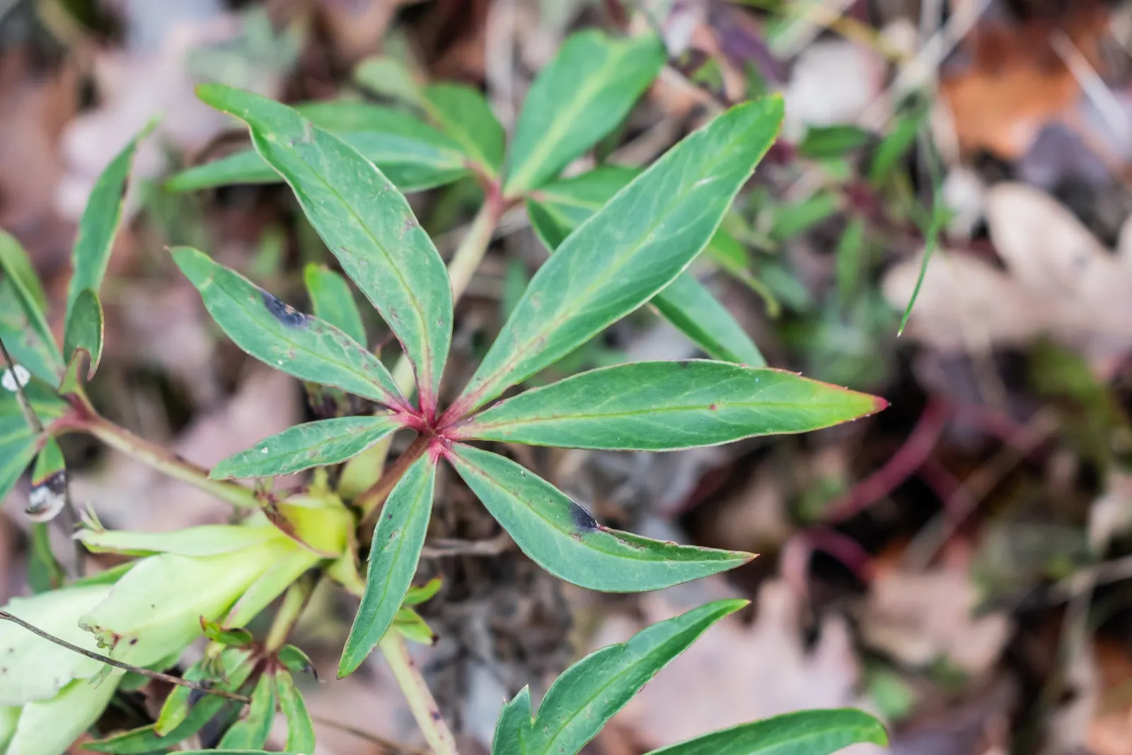 Stinking Hellebore (Helleborus Foetidus) — It can be planted in shaded borders; which can span up to 12 inches long