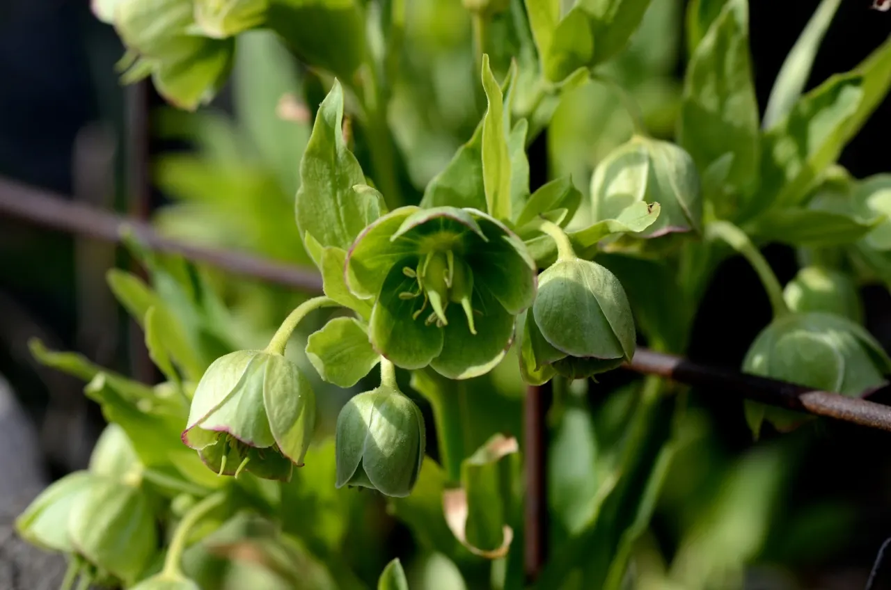 Stinking Hellebore (Helleborus Foetidus) — Blooms appear in late winter to early spring