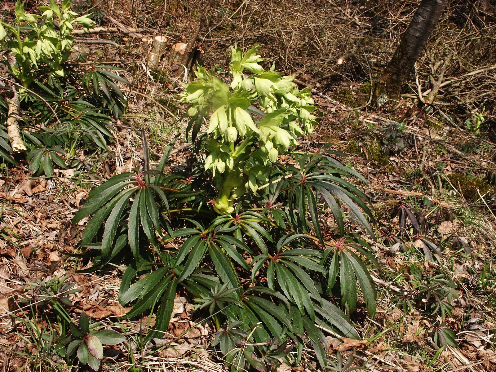 Stinking Hellebore (Helleborus Foetidus) — it emits a pungent scent when crushed; is a captivating perennial plant famed for its evergreen foliage and uniquely