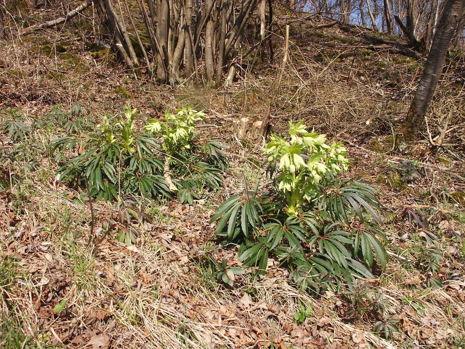 Stinking Hellebore (Helleborus Foetidus) — perennial with green blooms