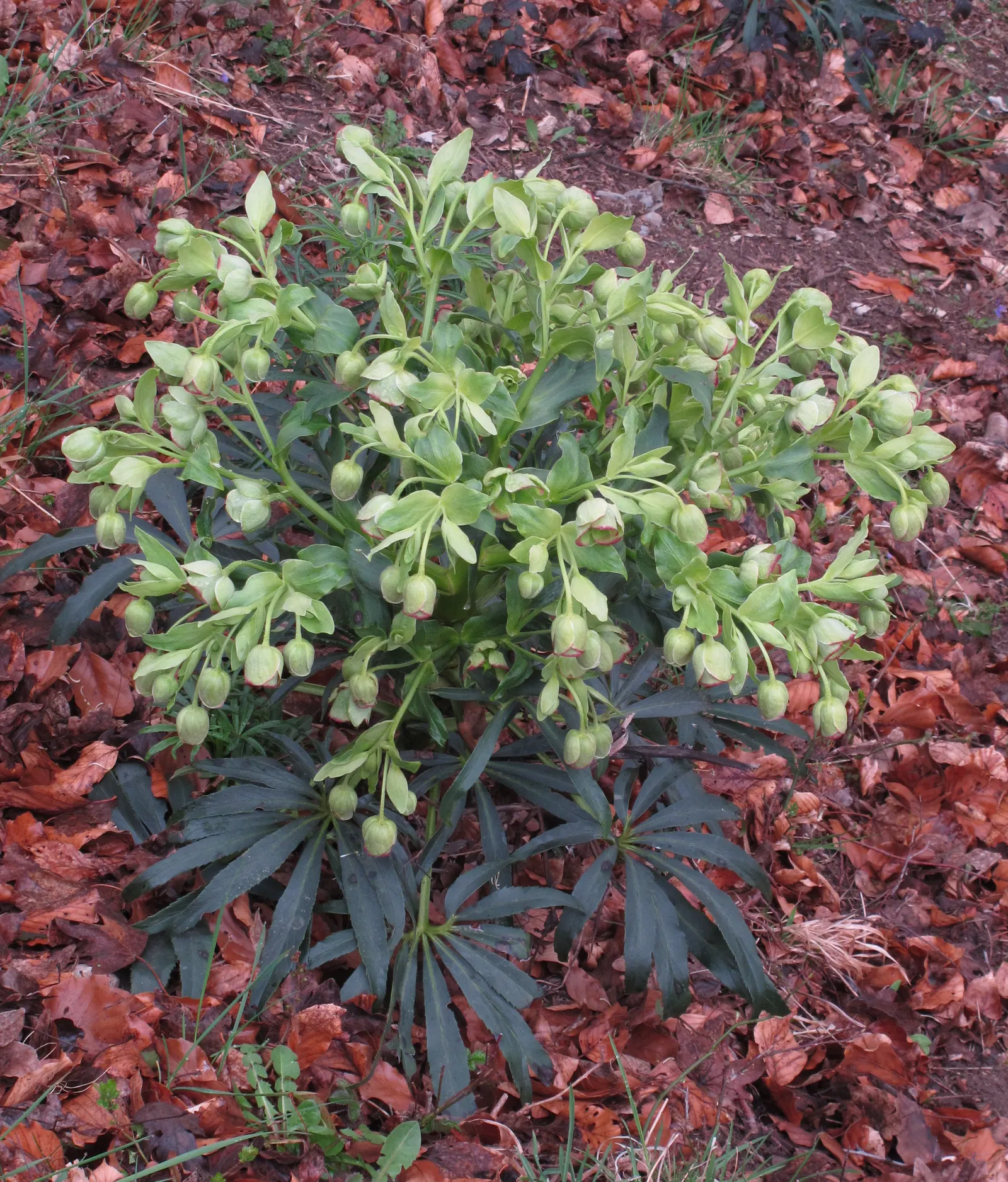 Stinking Hellebore (Helleborus Foetidus) — the plant reveals its chartreuse; this resilient species requires minimal maintenance, image 74