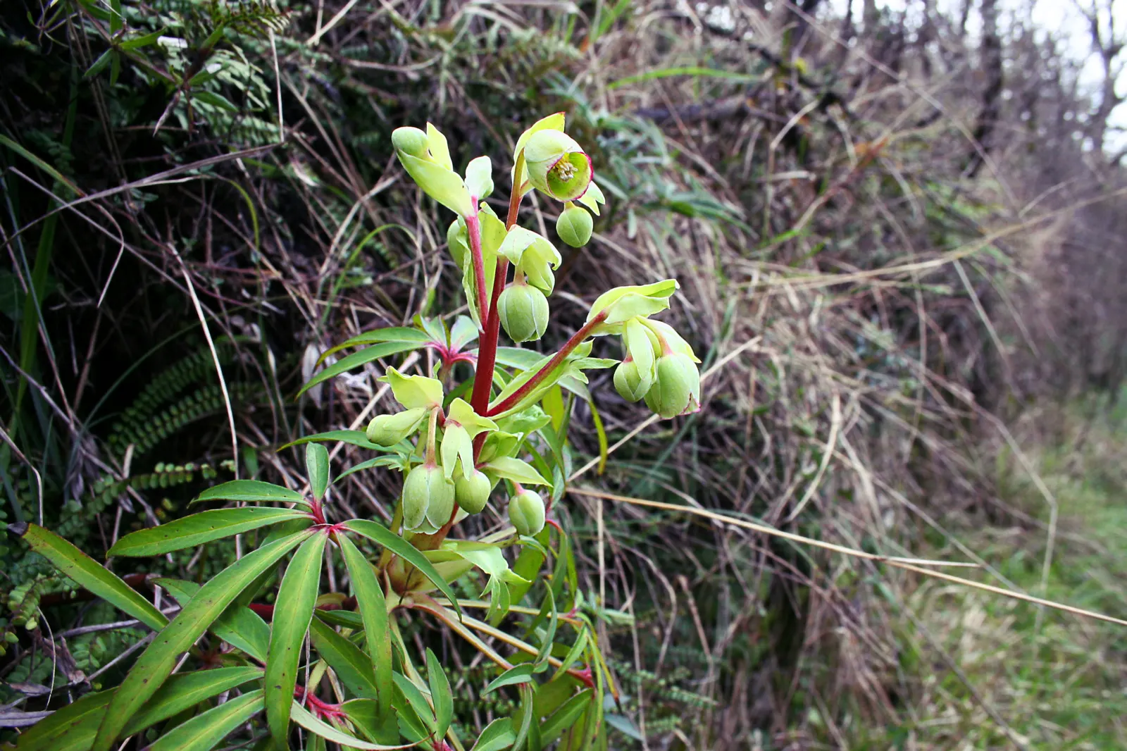 Stinking Hellebore (Helleborus Foetidus) — Thriving in USDA zones 5 to 9, it prefers partial shade and well-drained soil