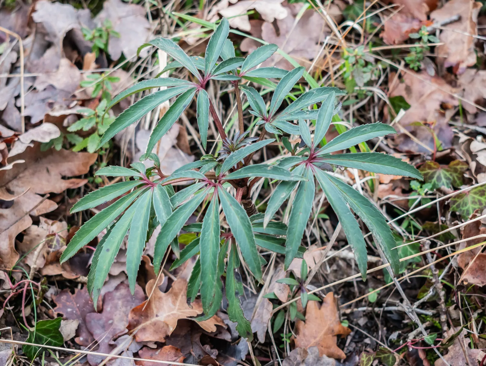 Stinking Hellebore (Helleborus Foetidus) — boasts evergreen foliage and chartreuse bell-shaped flowers; typically found adorning partial to full, image 60