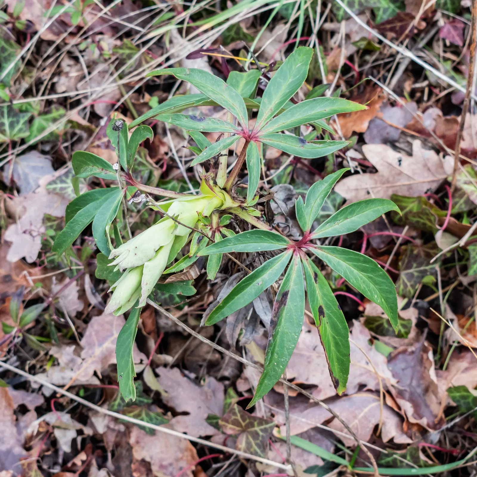 Stinking Hellebore (Helleborus Foetidus) — perennial for half or shade; it is also deer resistant, adding value for gardens in high-deer areas