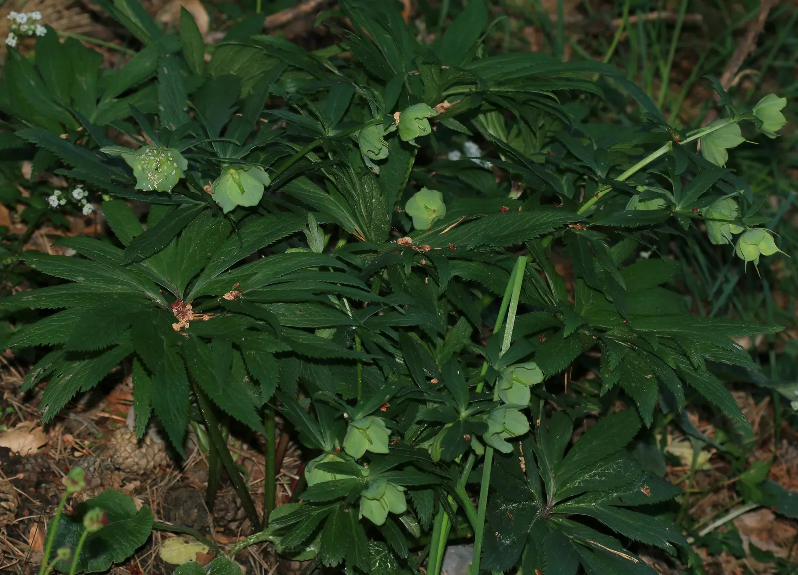 Stinking Hellebore (Helleborus Foetidus) — contributing a fine texture to the landscape, image 73