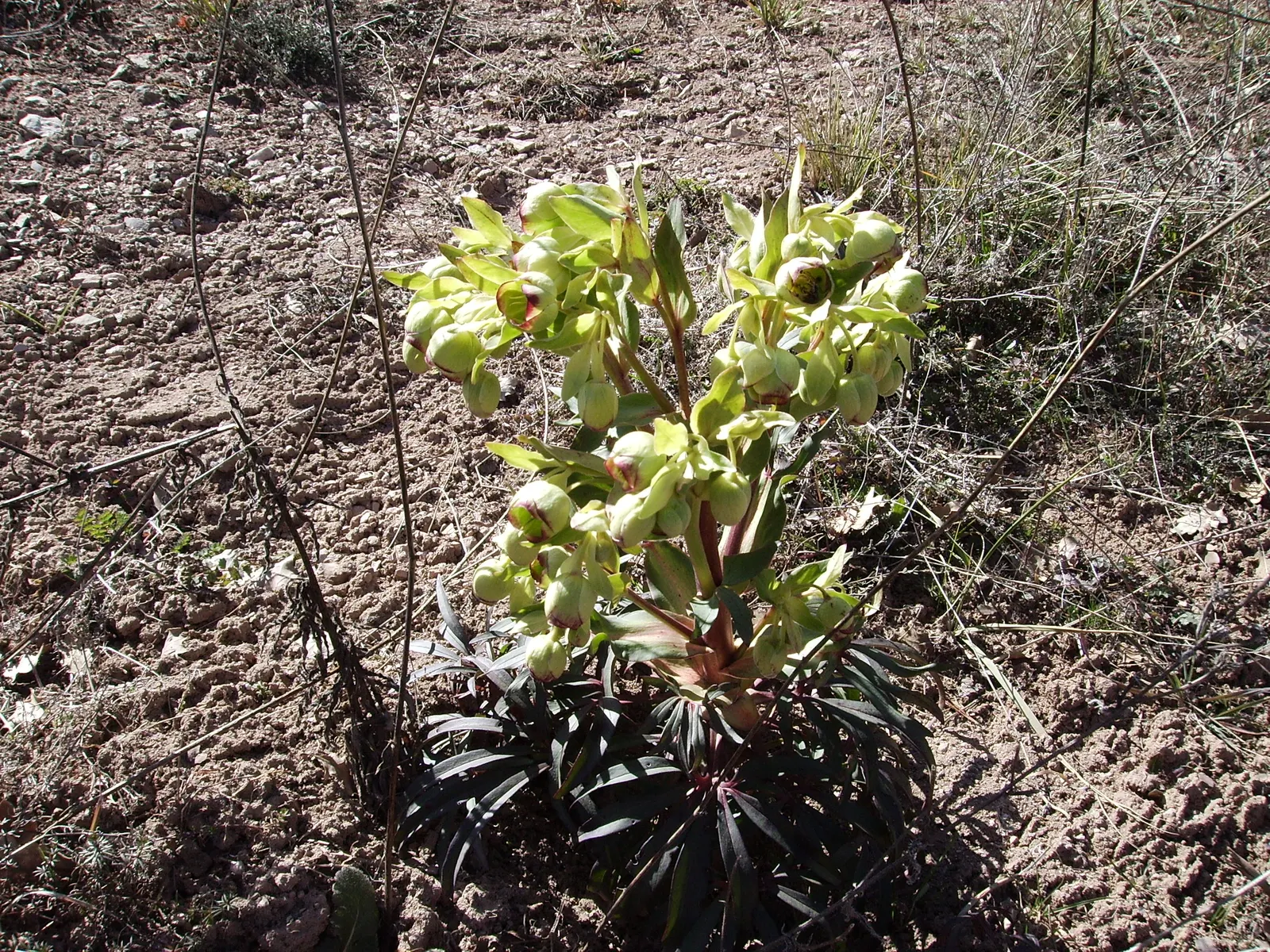 Stinking Hellebore (Helleborus Foetidus) — fertile soil with a neutral to alkaline pH; perennial with green blooms, image 79