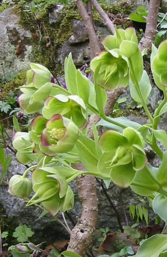 Stinking Hellebore (Helleborus Foetidus) — scientifically named Helleborus foetidus