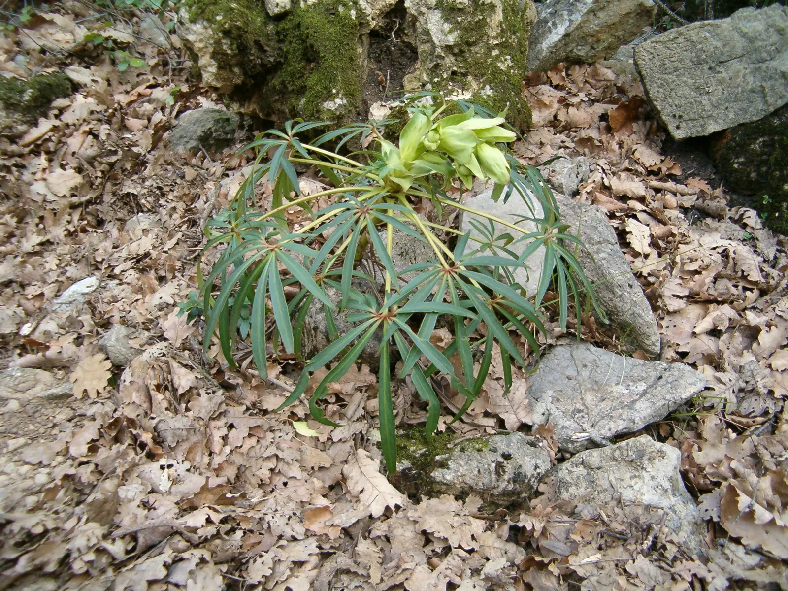 Stinking Hellebore (Helleborus Foetidus) — reaching approximately 1 to 2 inches in size; are deeply divided into narrow, image 77