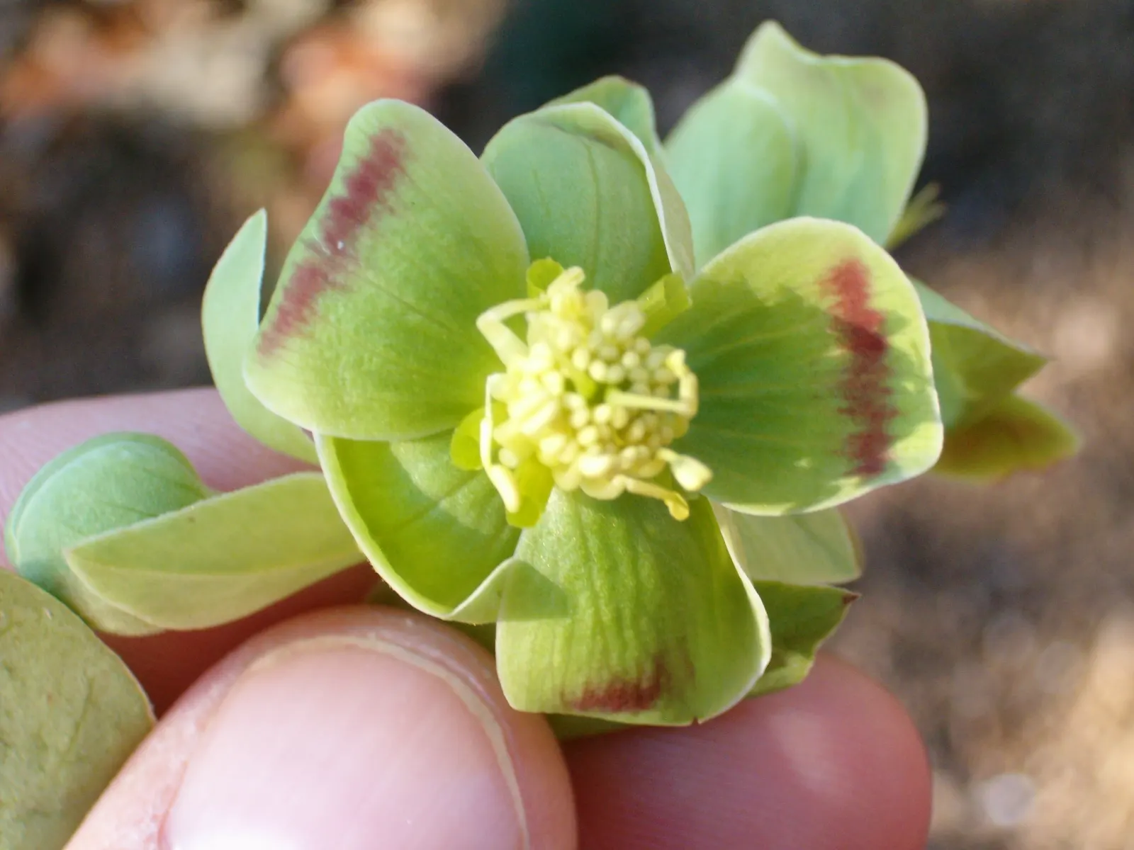 Stinking Hellebore (Helleborus Foetidus) — This resilient species requires minimal maintenance; it emits a pungent scent when crushed