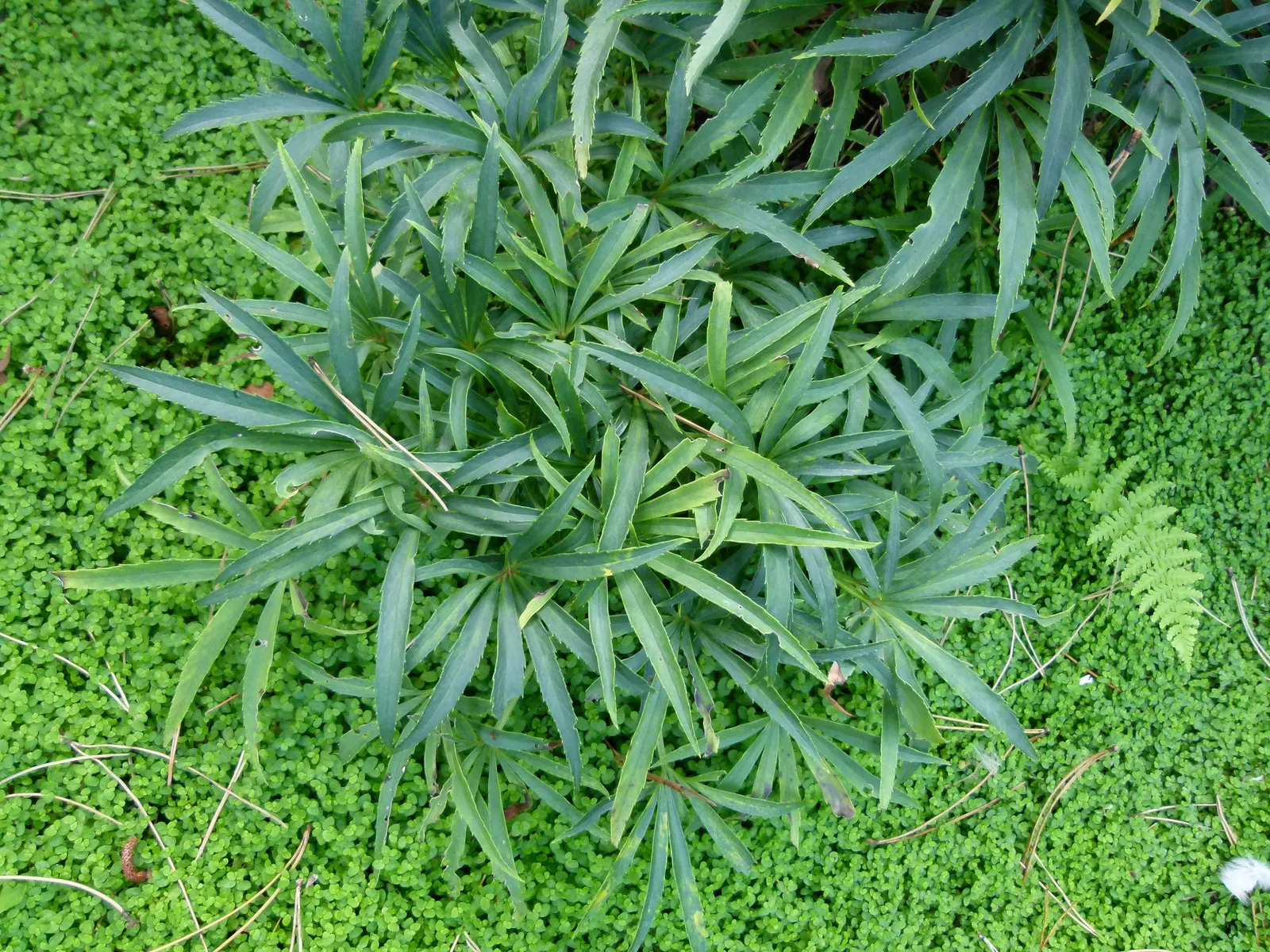 Stinking Hellebore (Helleborus Foetidus) — perennial for half or shade