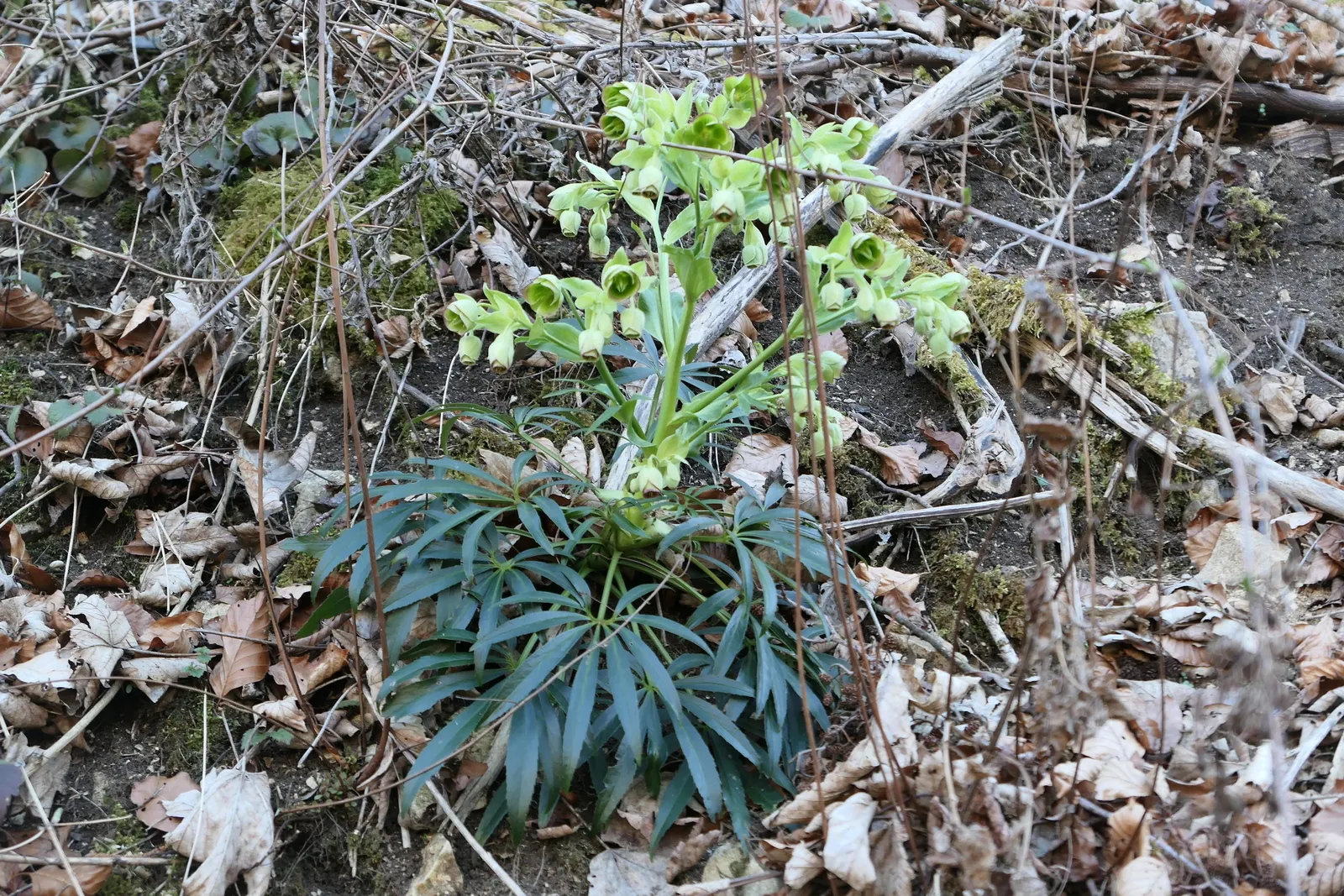 Stinking Hellebore (Helleborus Foetidus) — boasts evergreen foliage and chartreuse bell-shaped flowers