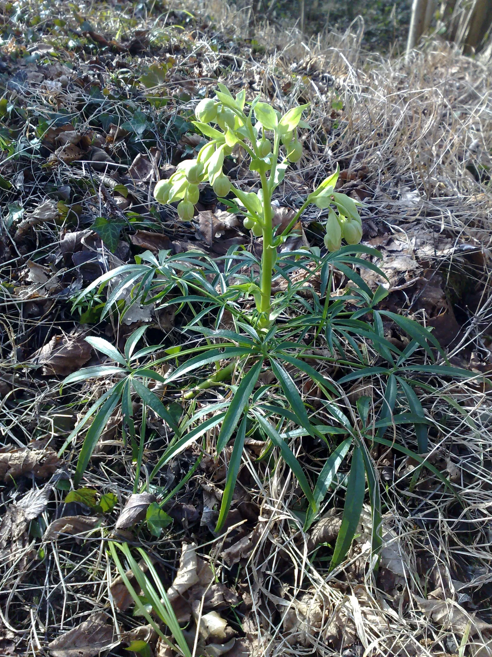 Stinking Hellebore (Helleborus Foetidus) — are deeply divided into narrow