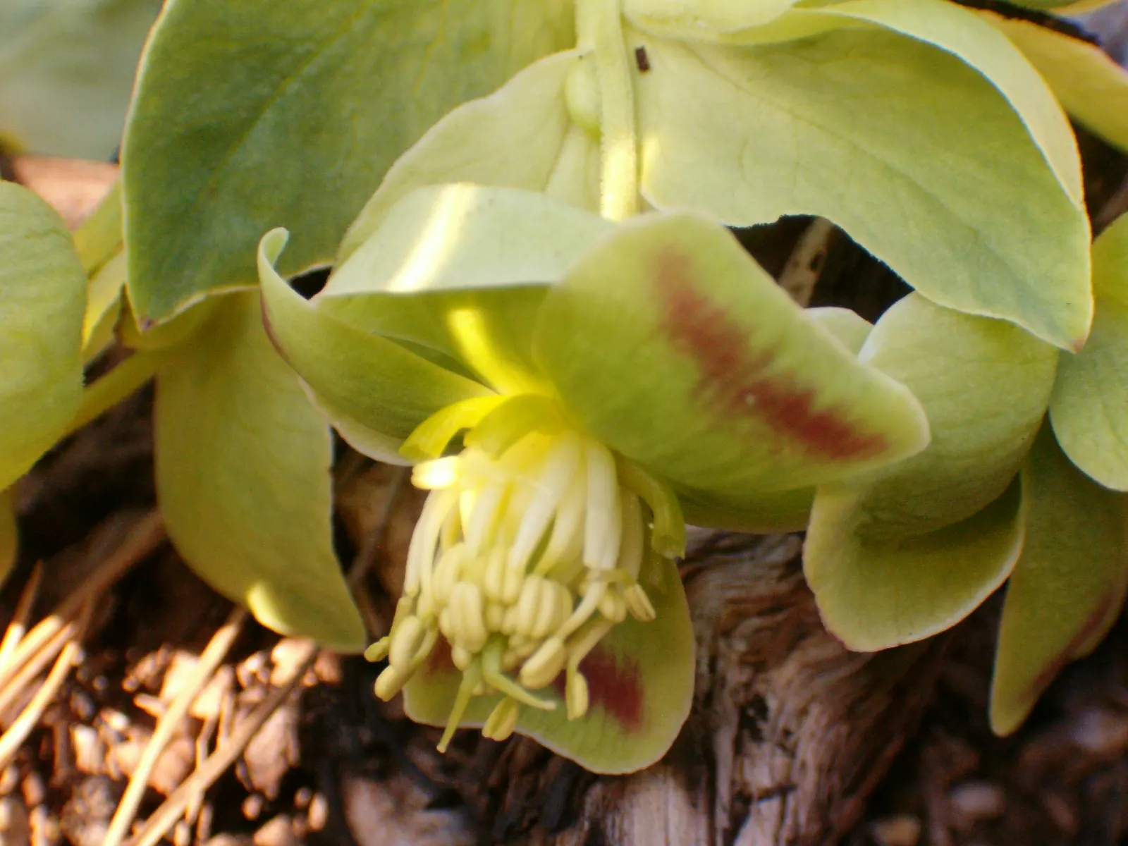 Stinking Hellebore (Helleborus Foetidus) — aroma from which it receives its common name; low-maintenance option for shaded gardens