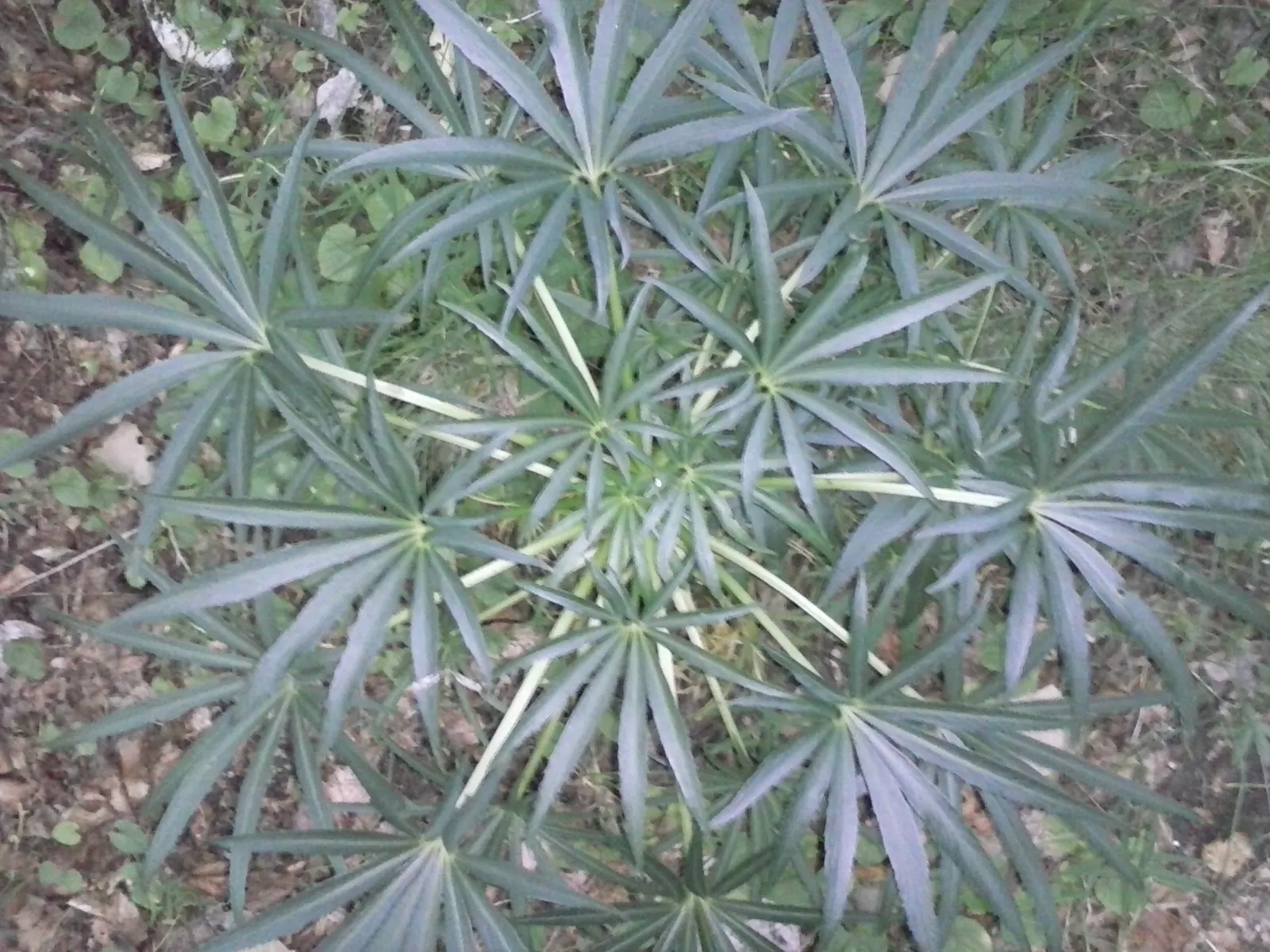 Stinking Hellebore (Helleborus Foetidus) — green flowers in the garden; department of Agriculture hardiness zones 5 through 9.<br><br>Its leathery