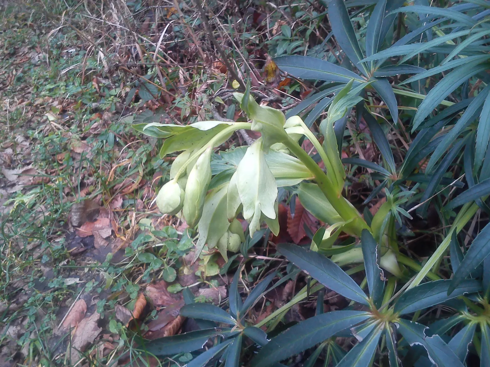 Stinking Hellebore (Helleborus Foetidus) — Department of Agriculture hardiness zones 5 through 9.<br><br>Its leathery; it can be planted in shaded borders
