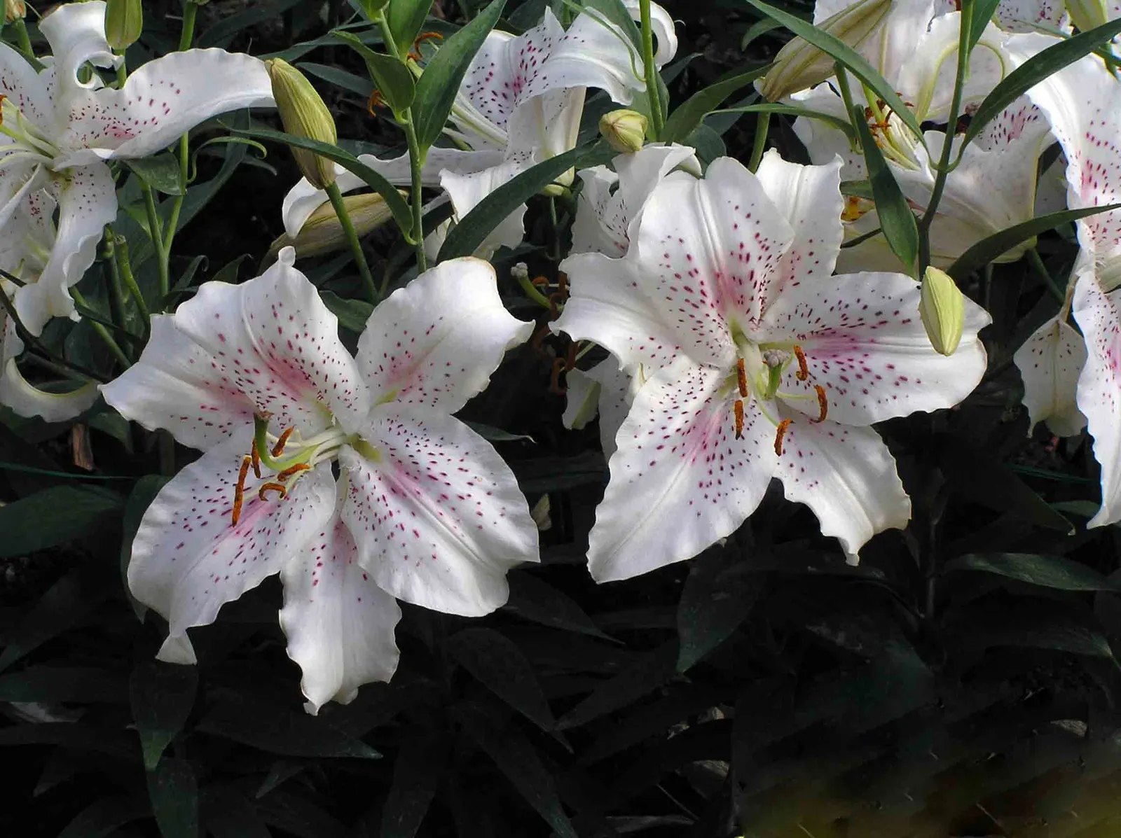 Asiatic Hybrid Lily (Lilium 'Casa Blanca') — ideal for borders and dramatic focal points