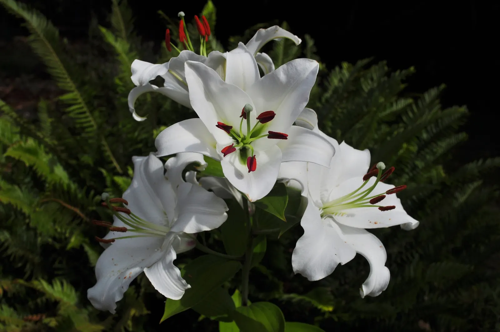 Asiatic Hybrid Lily (Lilium 'Casa Blanca') — stunningly pure white flowers that can reach up to 8 inches in diameter