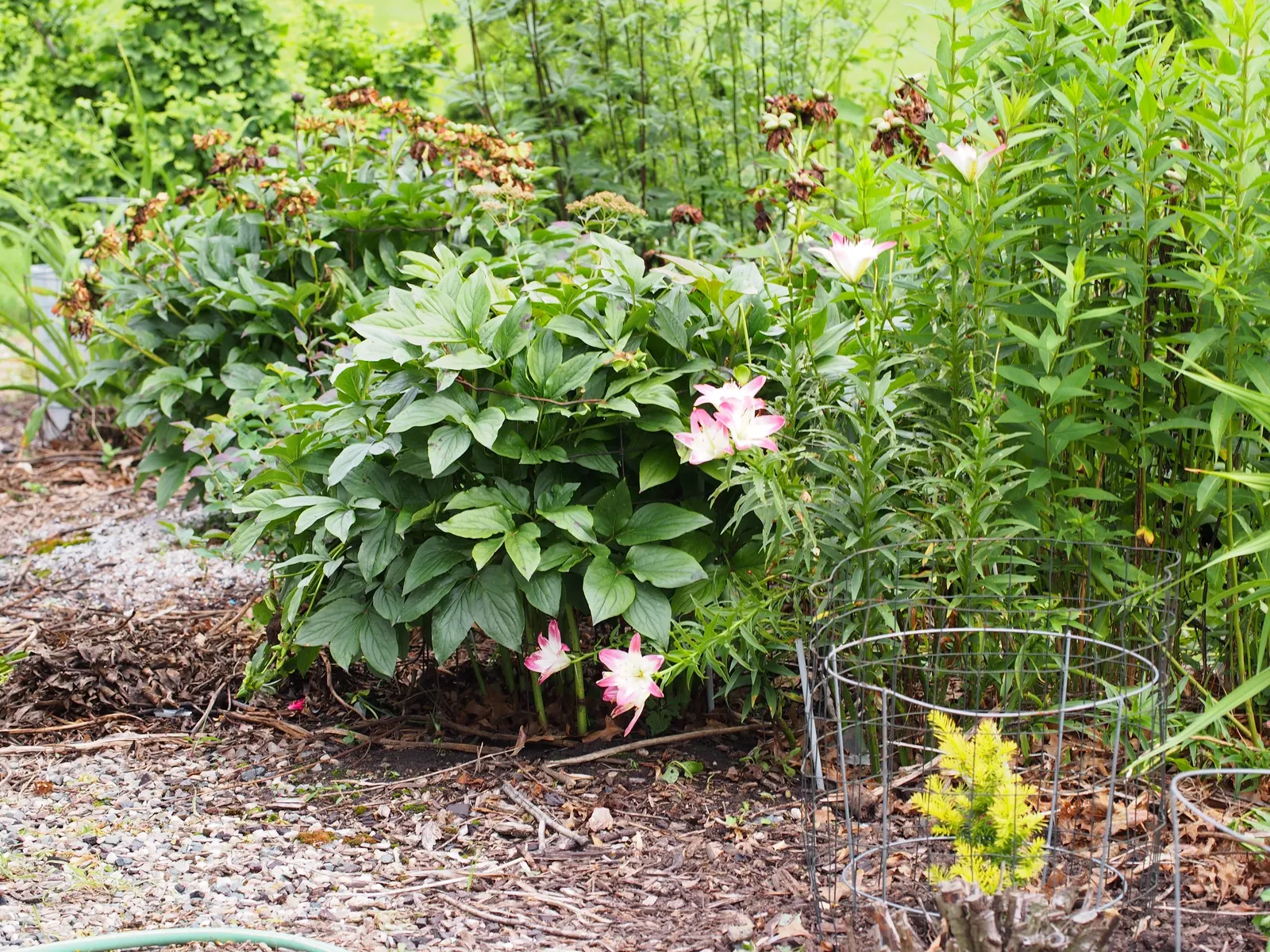 Asiatic Hybrid Lily (Lilium 'Casa Blanca') — as it prefers moist conditions without standing water; this hardy perennial reaches a stately height of 4 to 5