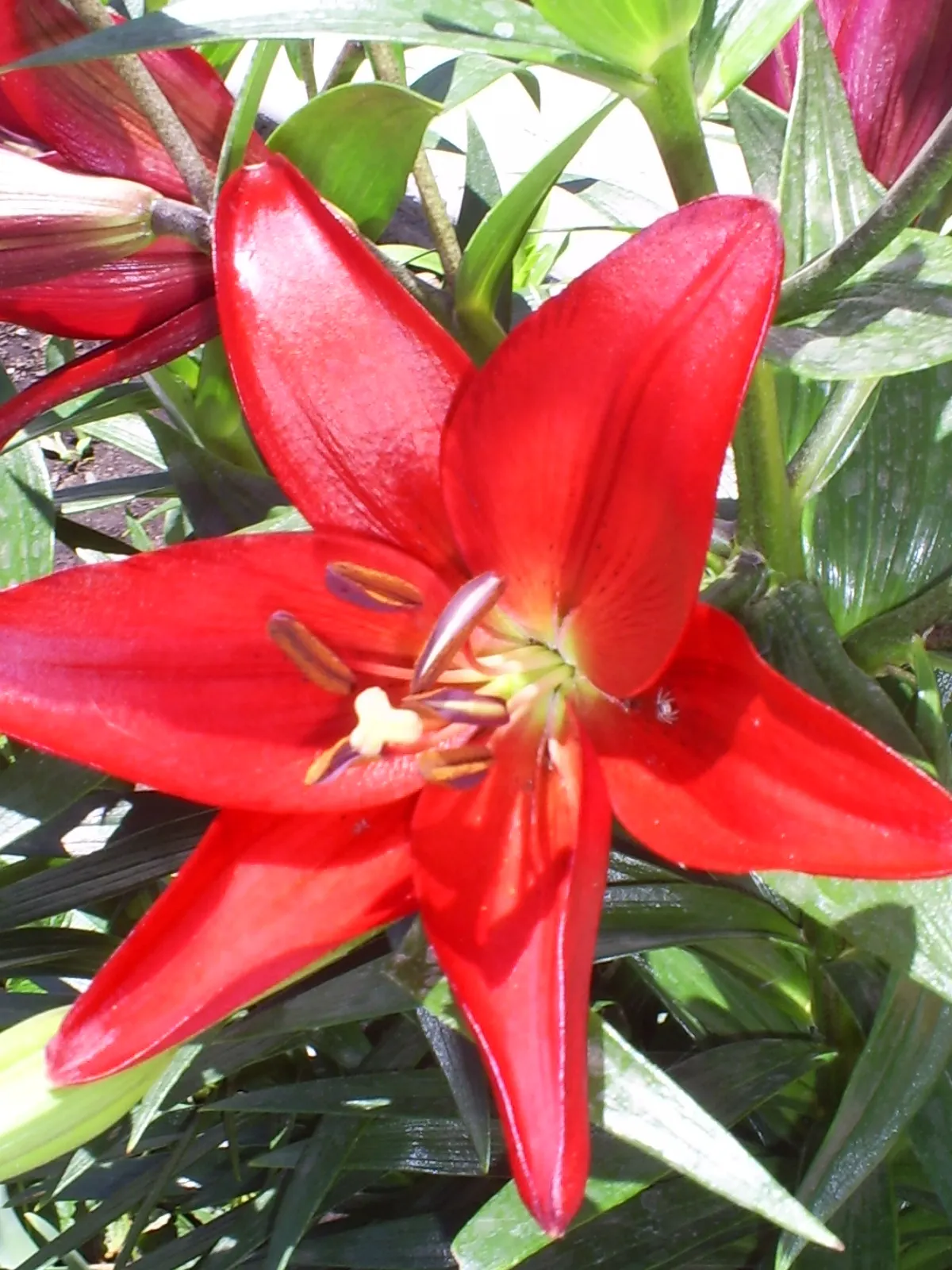 Asiatic Hybrid Lily (Lilium 'Casa Blanca') — Mulching will help keep the roots cool and conserve moisture