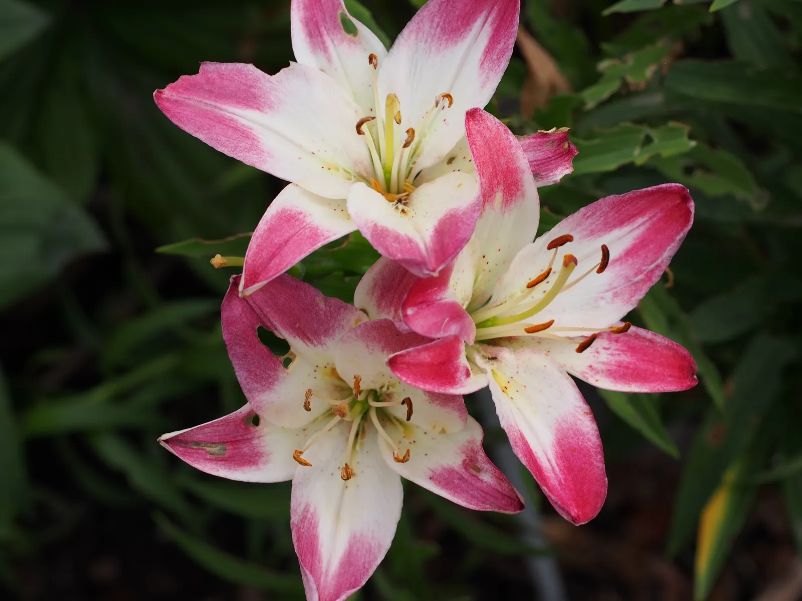 Asiatic Hybrid Lily (Lilium 'Casa Blanca') — stunningly pure white flowers that can reach up to 8 inches in diameter; is a celebrated ornamental flower that