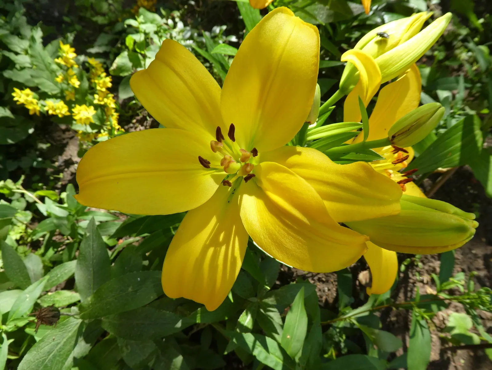 Asiatic Hybrid Lily (Lilium 'Casa Blanca') — but in locations with high wind or heavy rain
