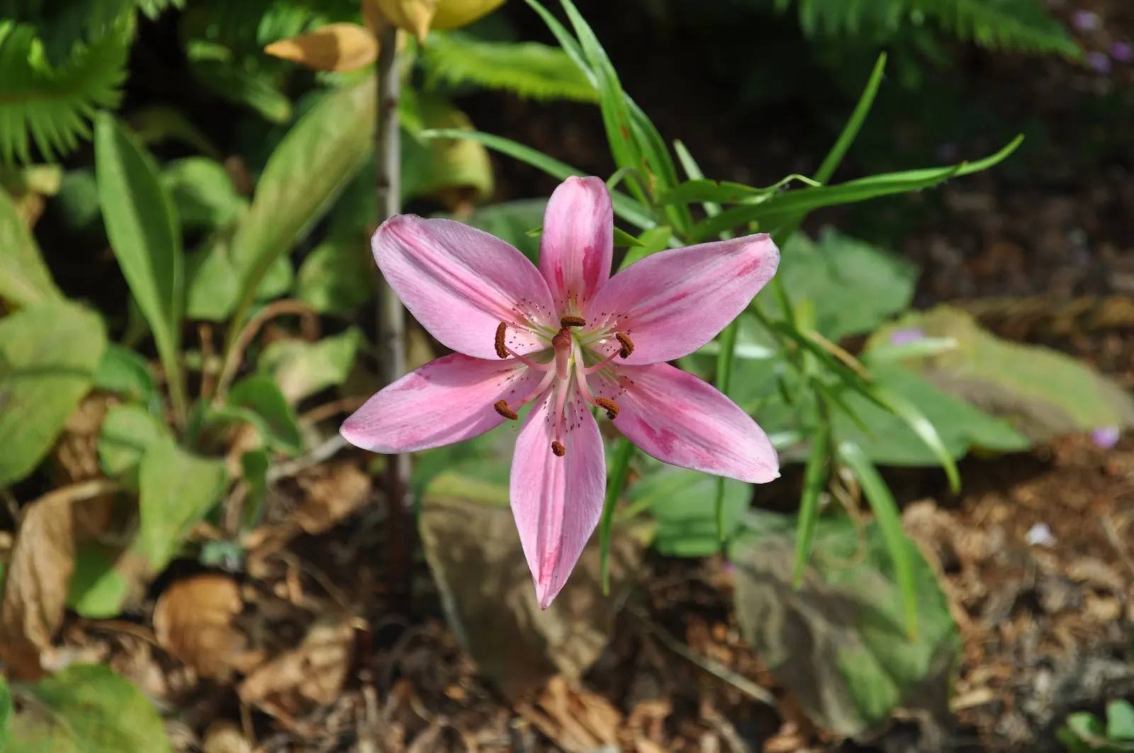Asiatic Hybrid Lily (Lilium 'Casa Blanca') — staking may be necessary to prevent them from toppling over