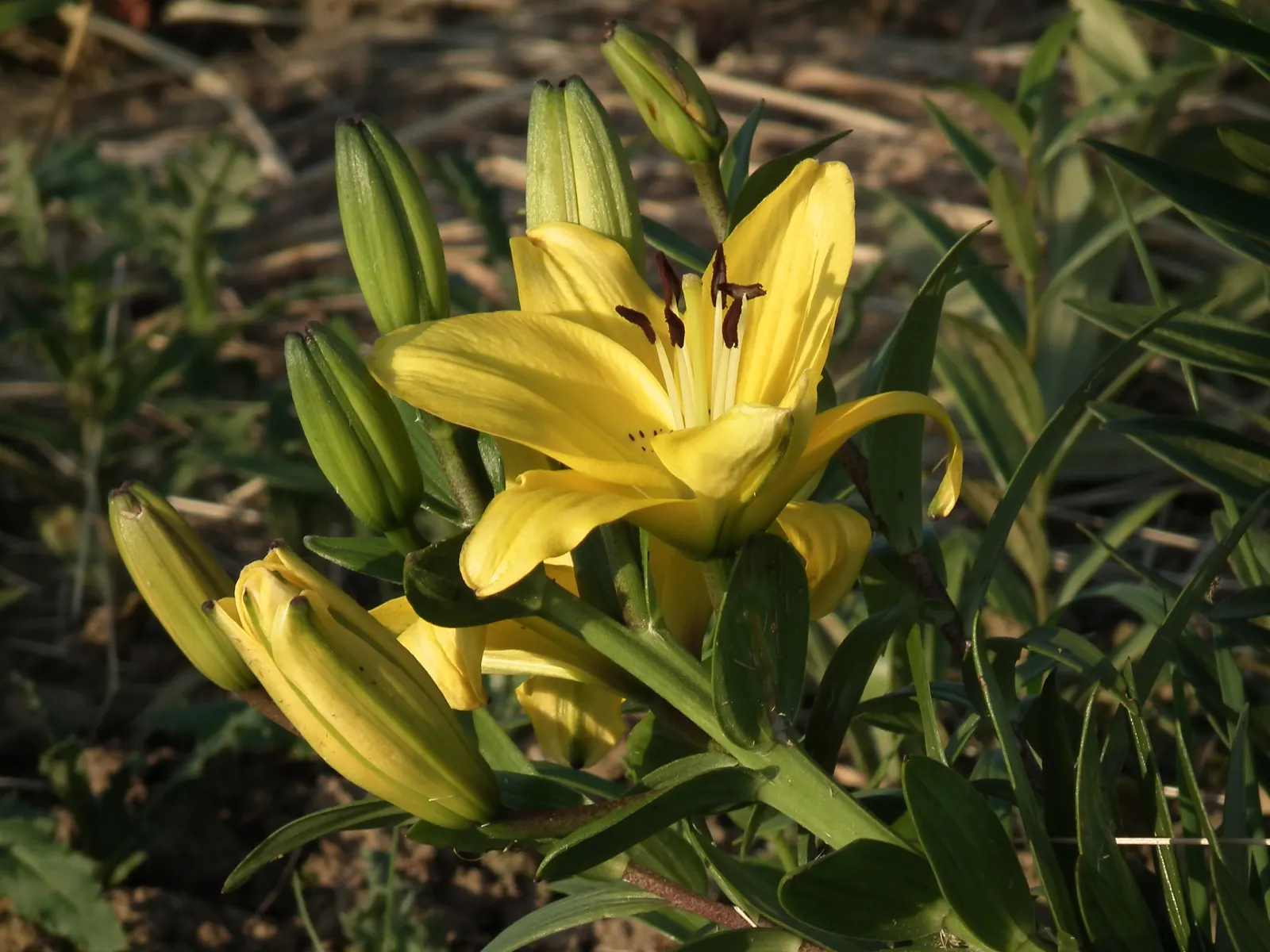 Asiatic Hybrid Lily (Lilium 'Casa Blanca') — Adequate spacing of about 12 to 18 inches between bulbs is crucial to ensure proper air circulation, image 39