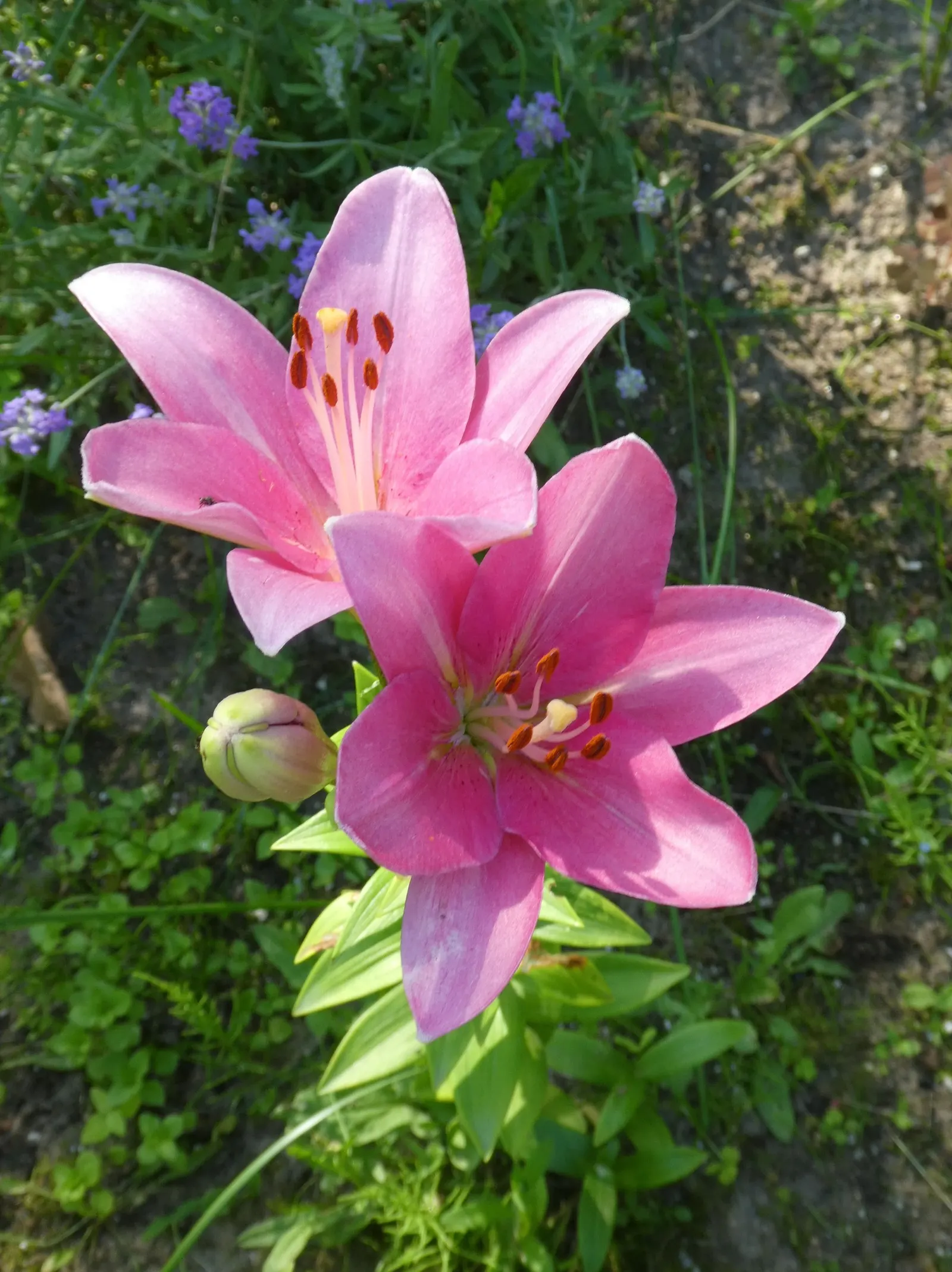 Asiatic Hybrid Lily (Lilium 'Casa Blanca') — Requires Zones 3-8 for optimal growth; adequate spacing of about 12 to 18 inches between bulbs is crucial to