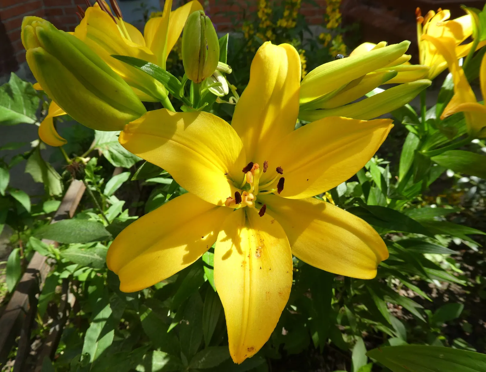 Asiatic Hybrid Lily (Lilium 'Casa Blanca') — yet it impresses with its heady fragrance and lush blooms