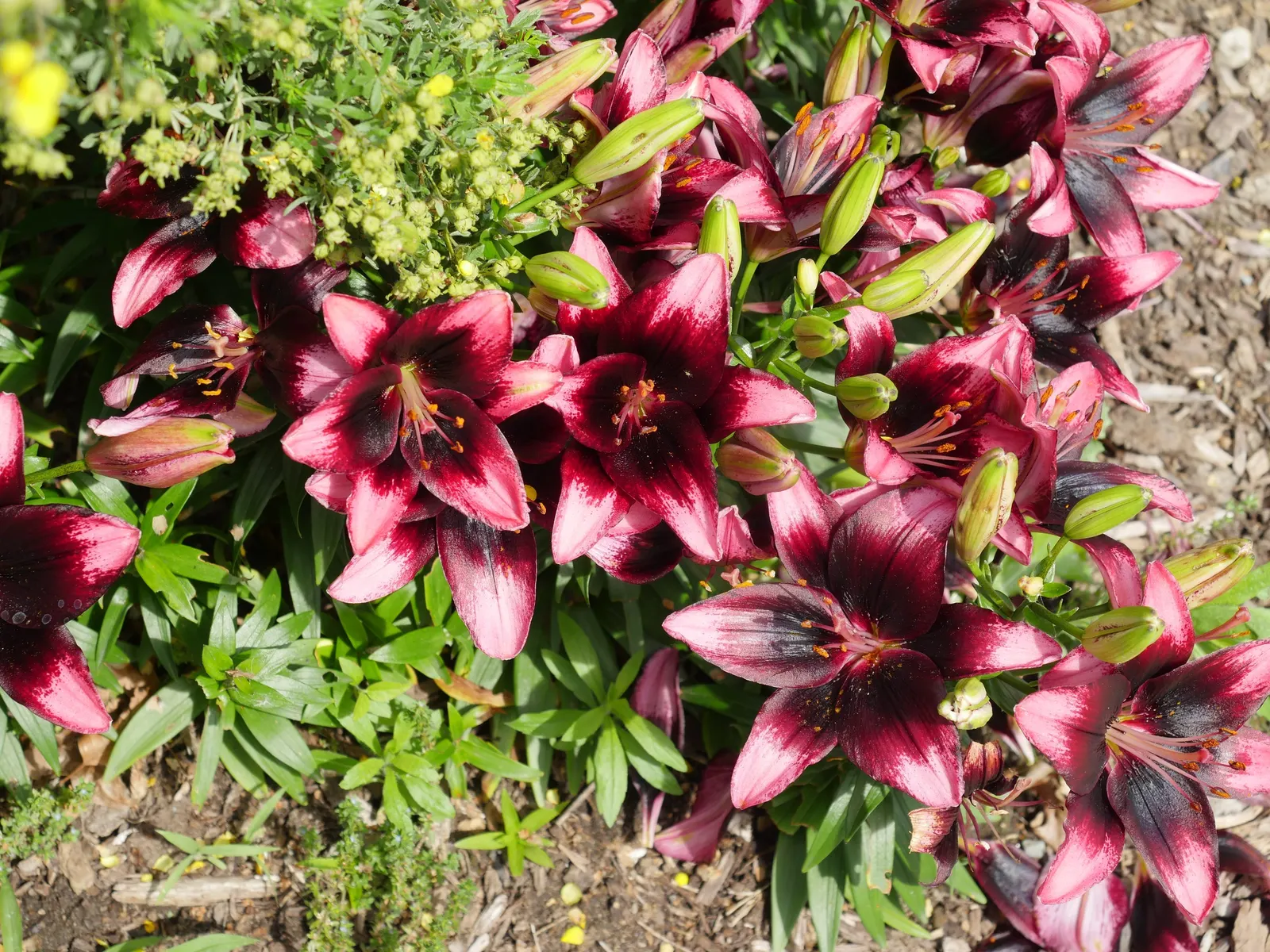 Asiatic Hybrid Lily (Lilium 'Casa Blanca') — The Lilium 'Casa Blanca,' an exquisite Asiatic Hybrid Lily