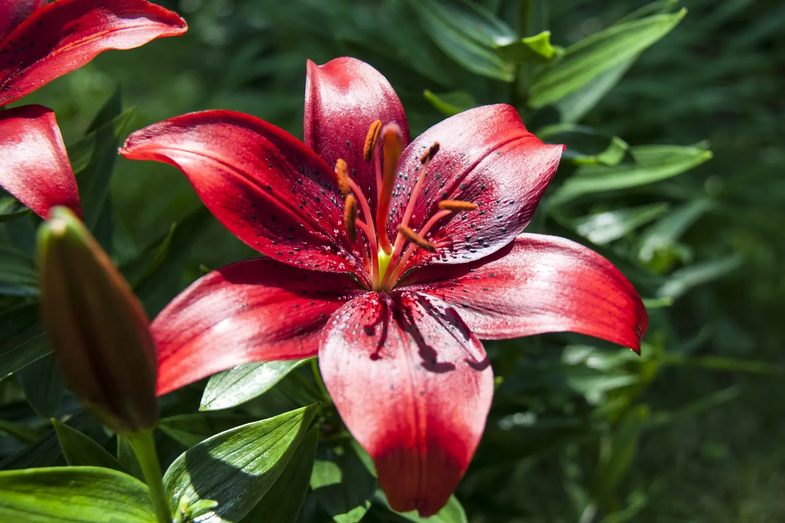 Asiatic Hybrid Lily (Lilium 'Casa Blanca') — white flowers in the garden