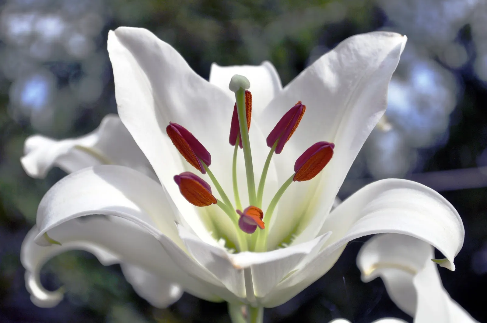 Asiatic Hybrid Lily (Lilium 'Casa Blanca') — It invites a luxurious atmosphere to garden spaces; yet it impresses with its heady fragrance and lush blooms