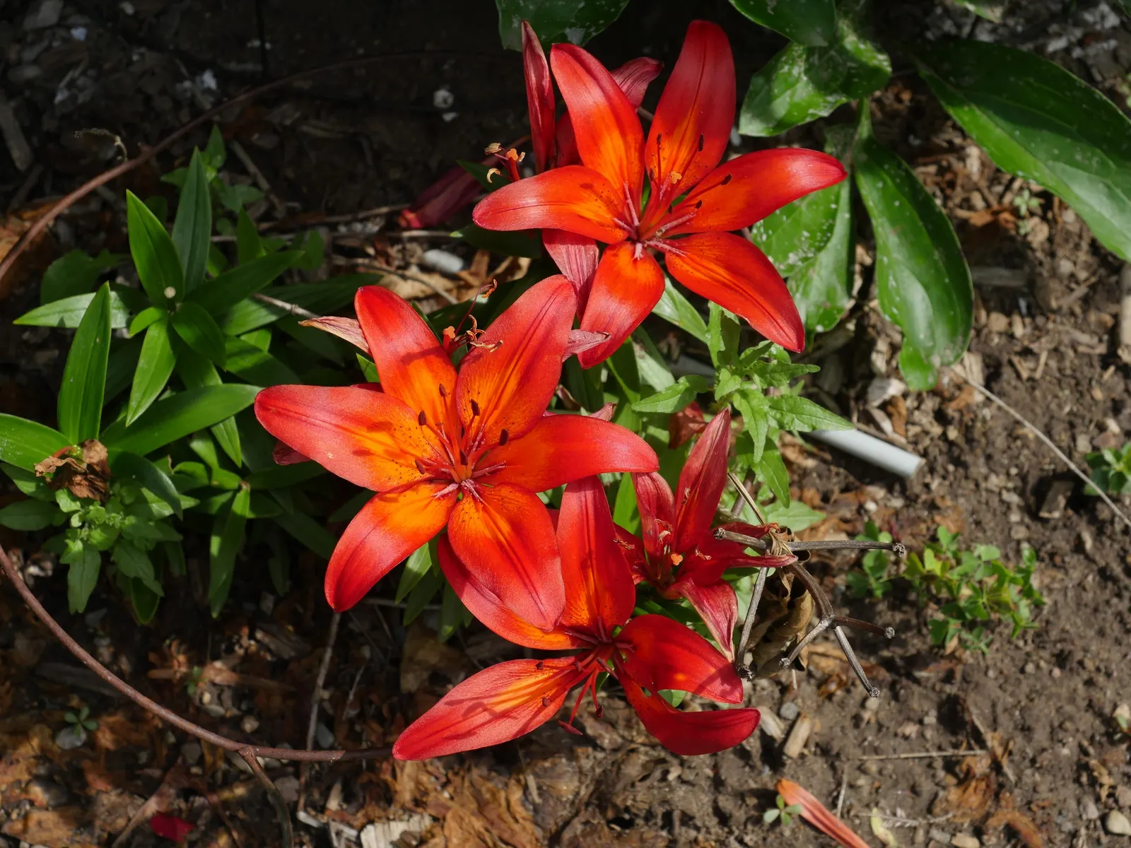 Asiatic Hybrid Lily (Lilium 'Casa Blanca') — pure white petals that unfurl to form 6- to 8-inch blooms; the Lilium 'Casa Blanca' should be planted in